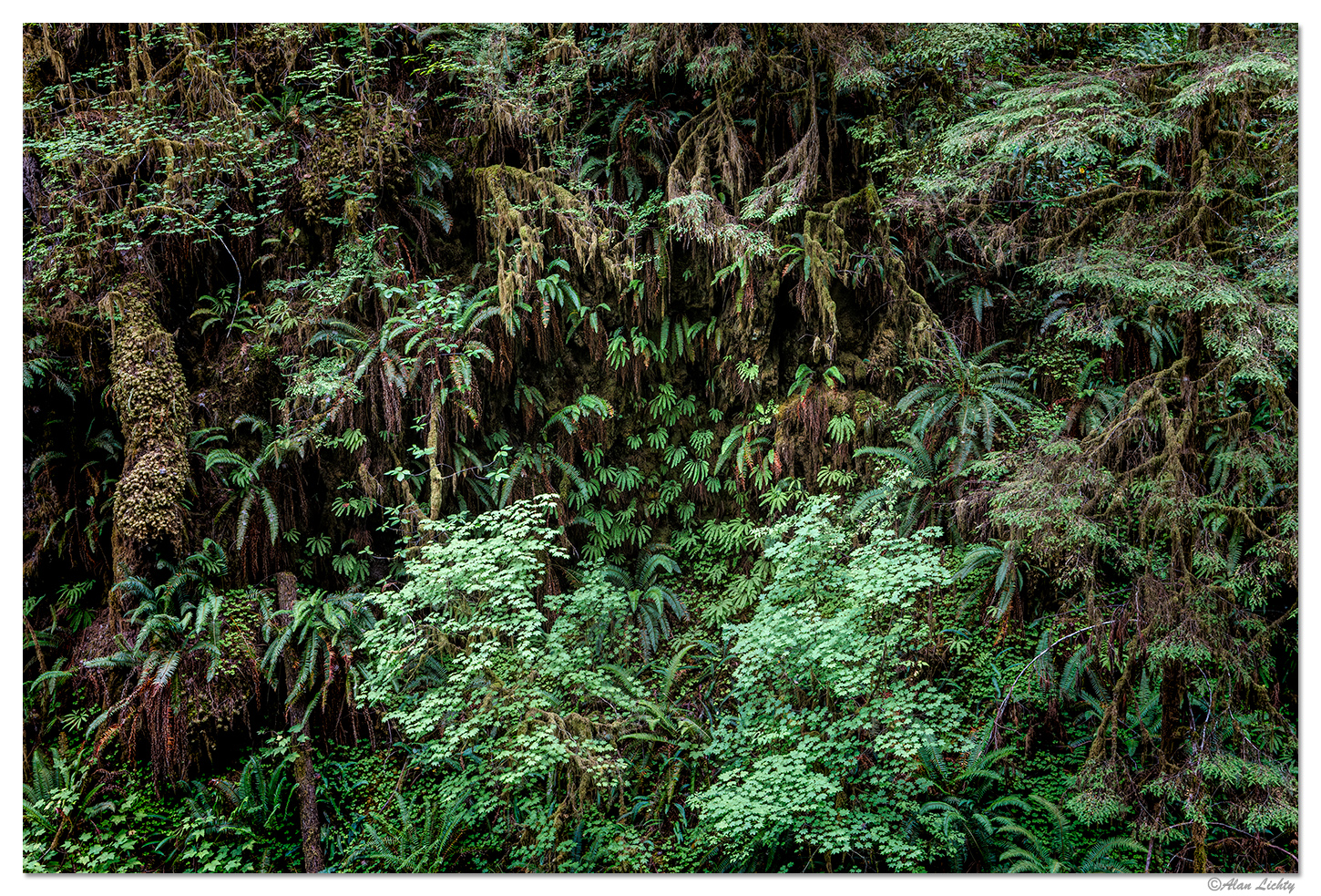 A Wall of Ferns