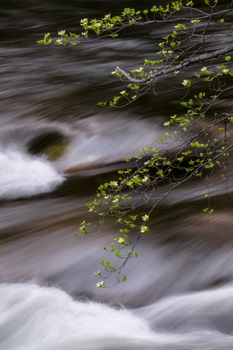 Above The Rapids