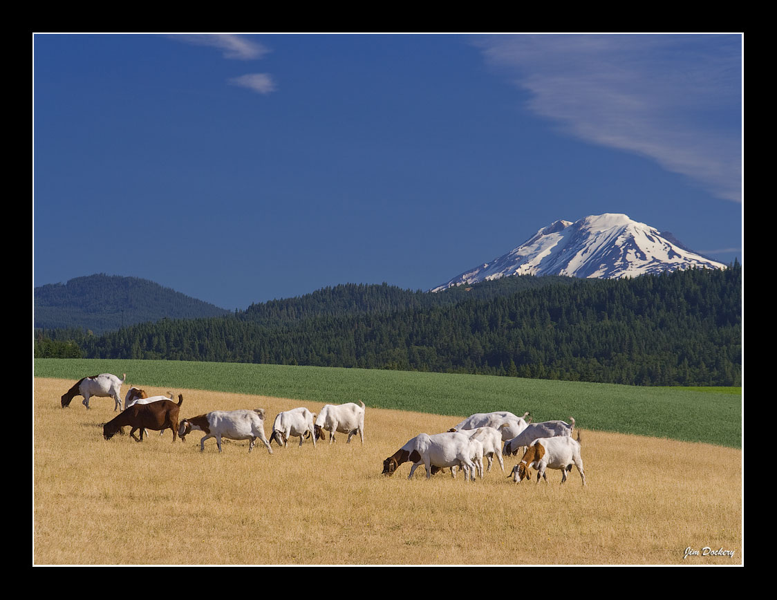 Adams-goats