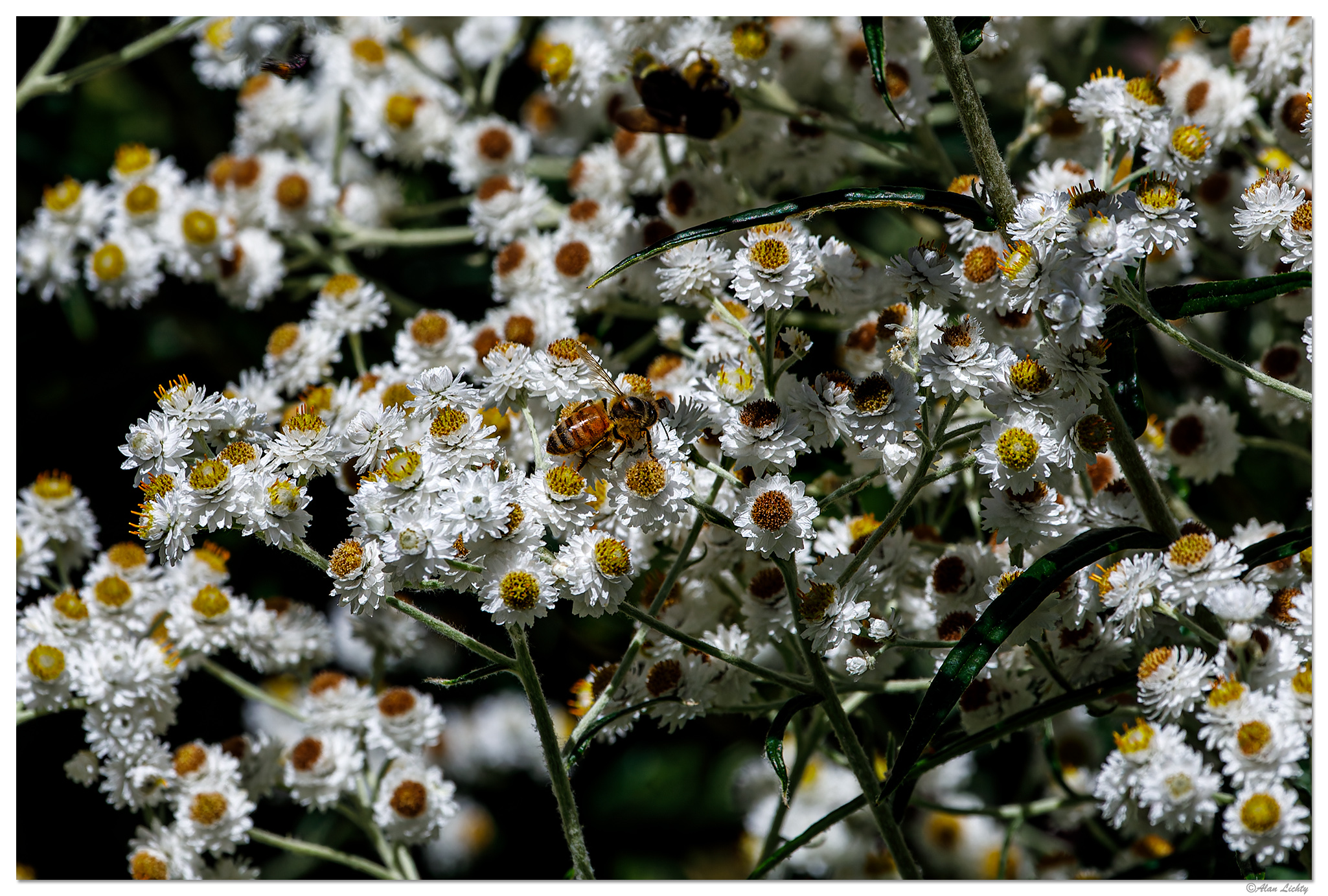 AnaphalisMargaritaceaBee.jpg