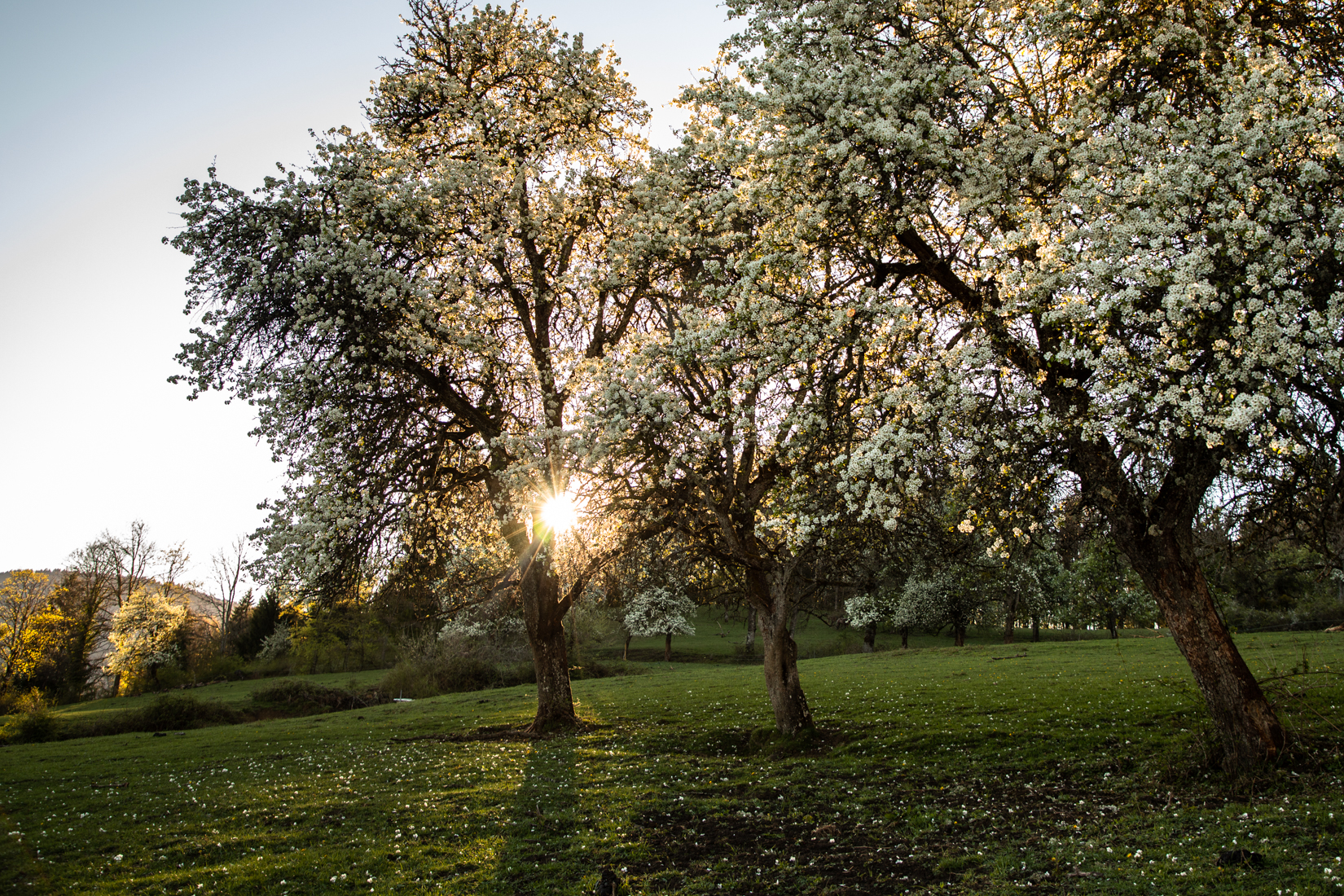 April Apple Blossoms