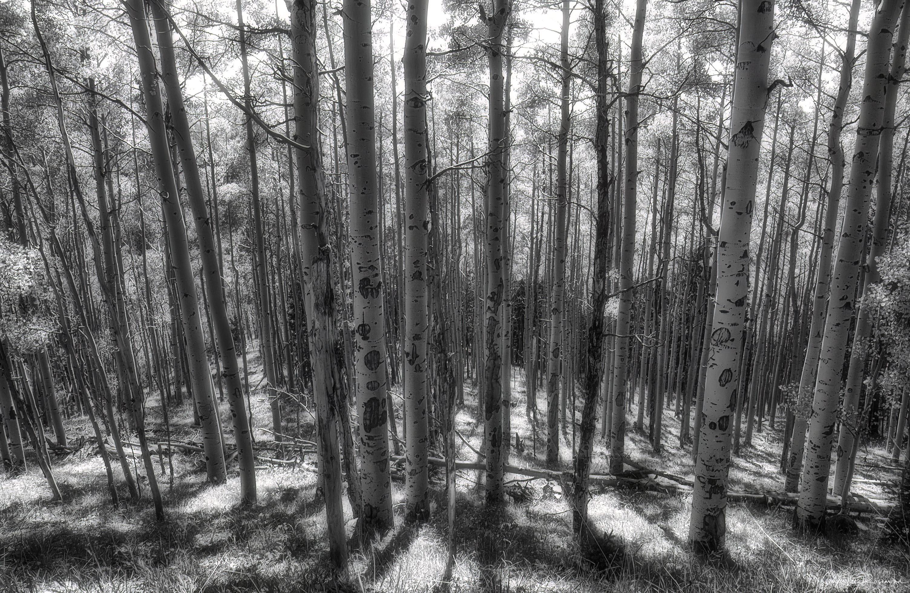 aspen_mist