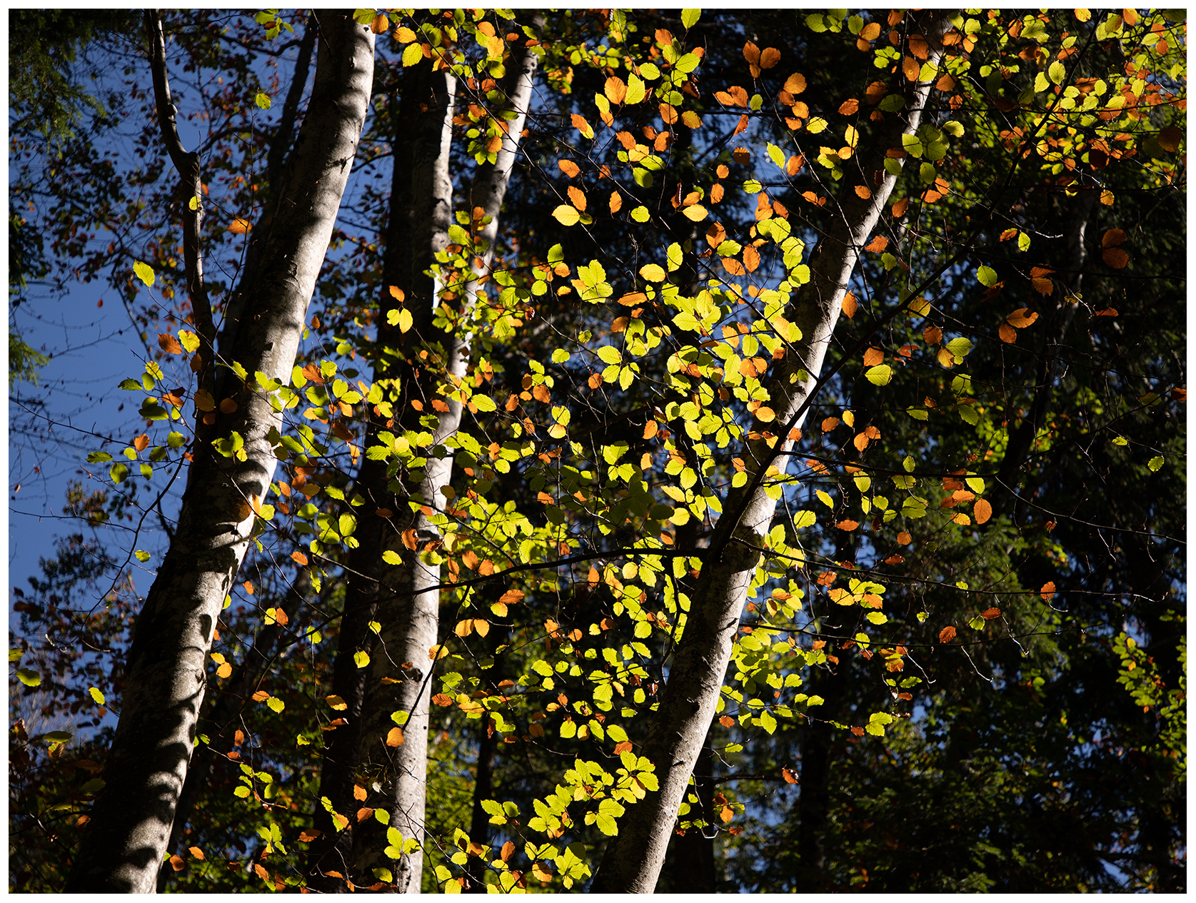 Autumn Leaves