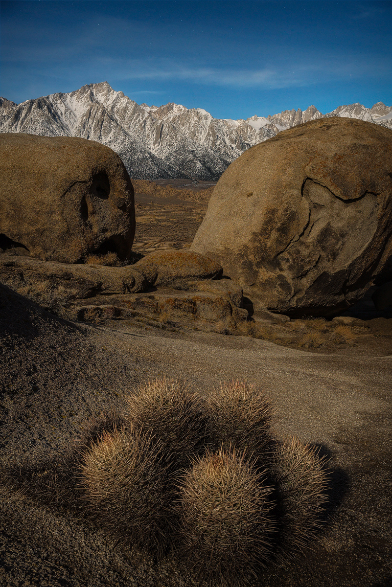 Barrel Cactus By Moonlight