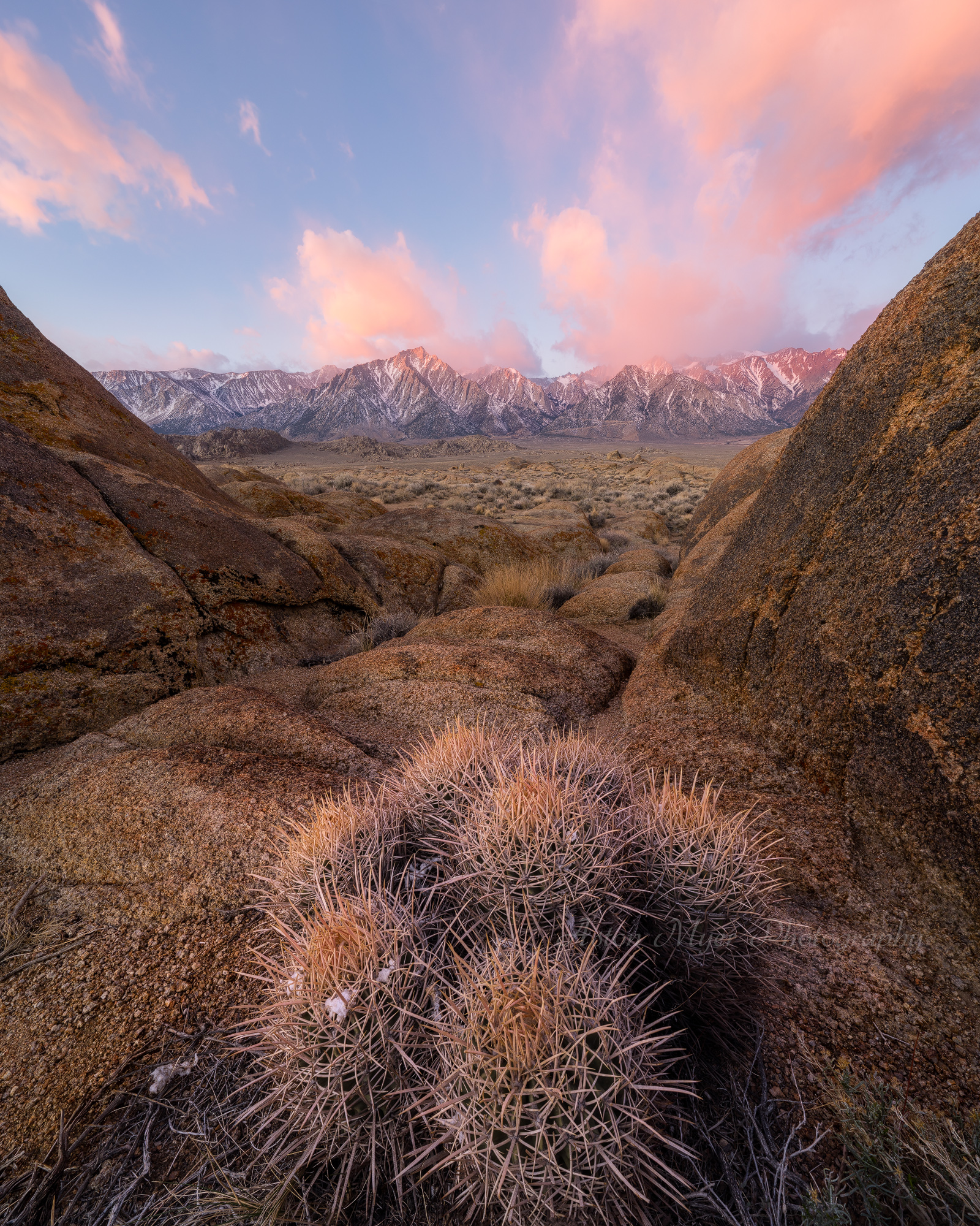 Barrel Cactus Valley.jpg