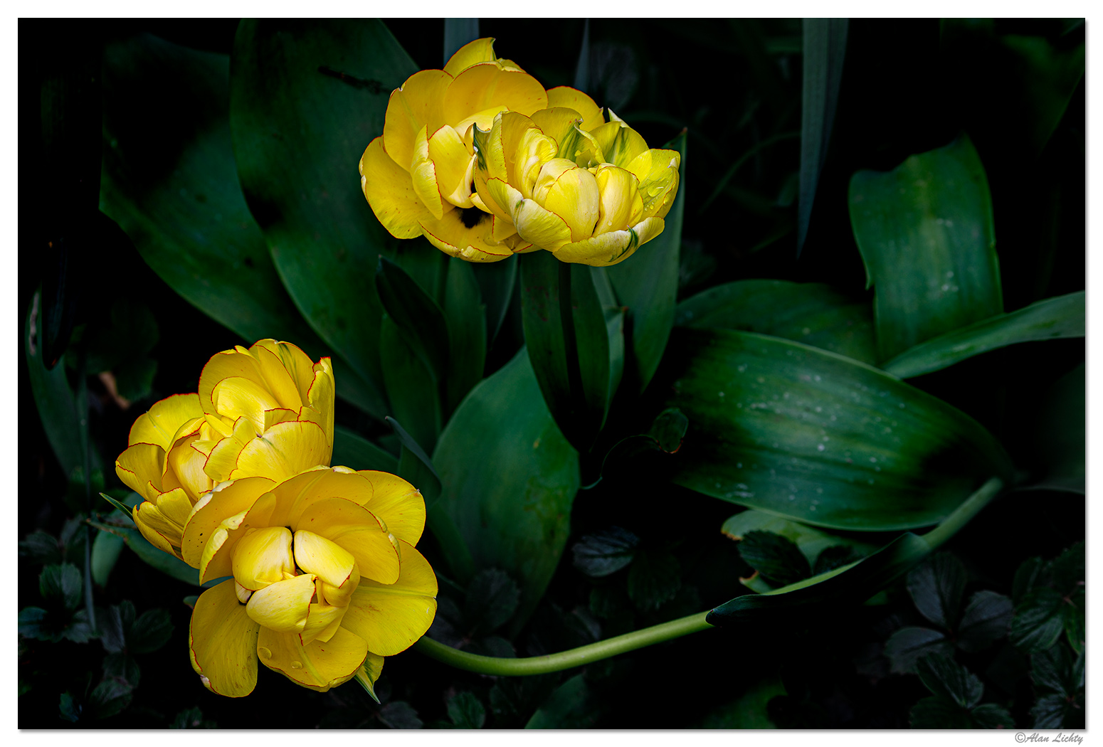 BB-AkebonoDFTulip.jpg