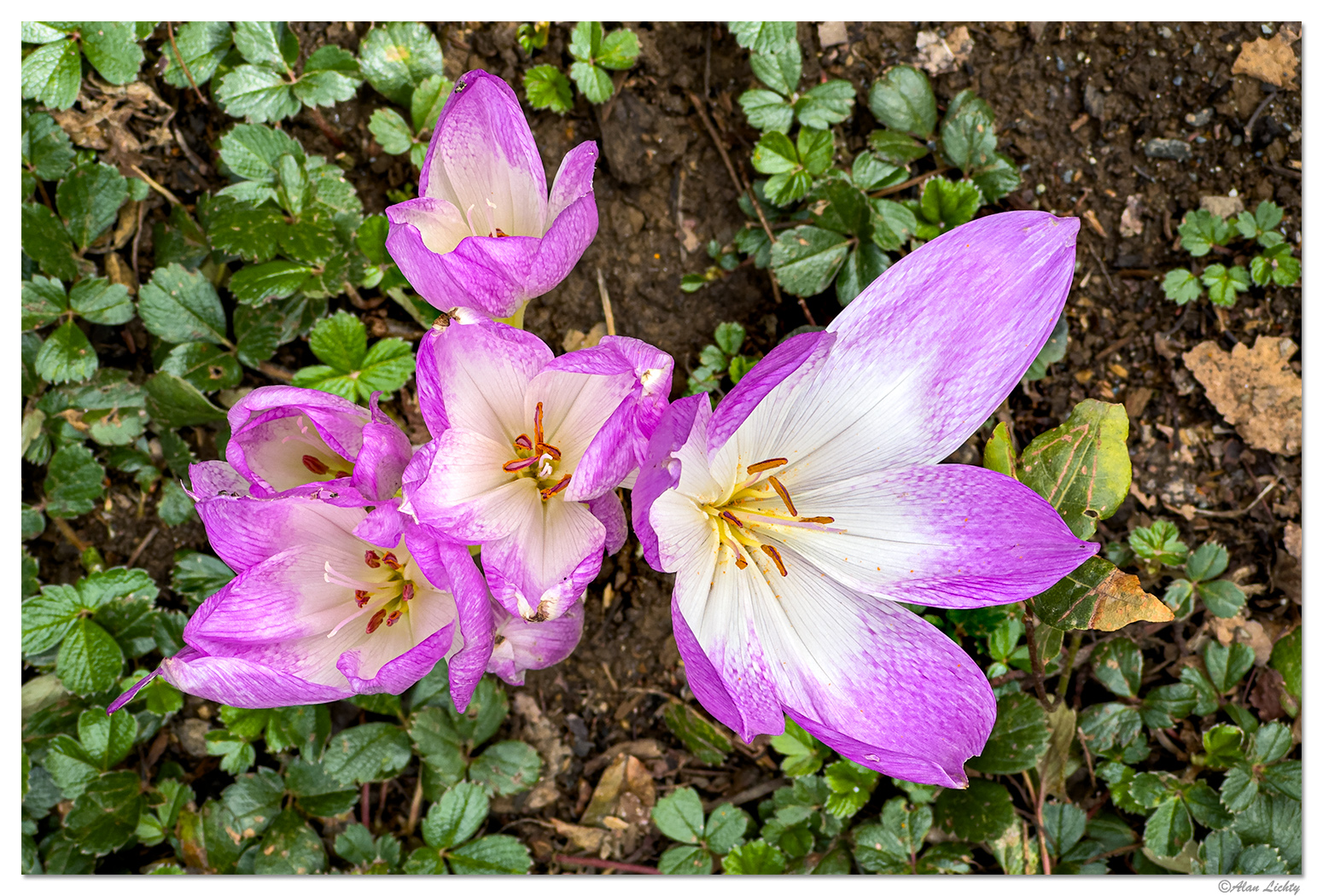 BB-AutumnCrocus.jpg