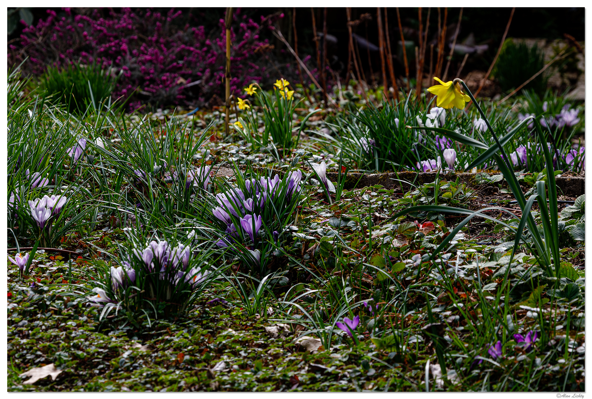 BB-BackyardMeadow.jpg