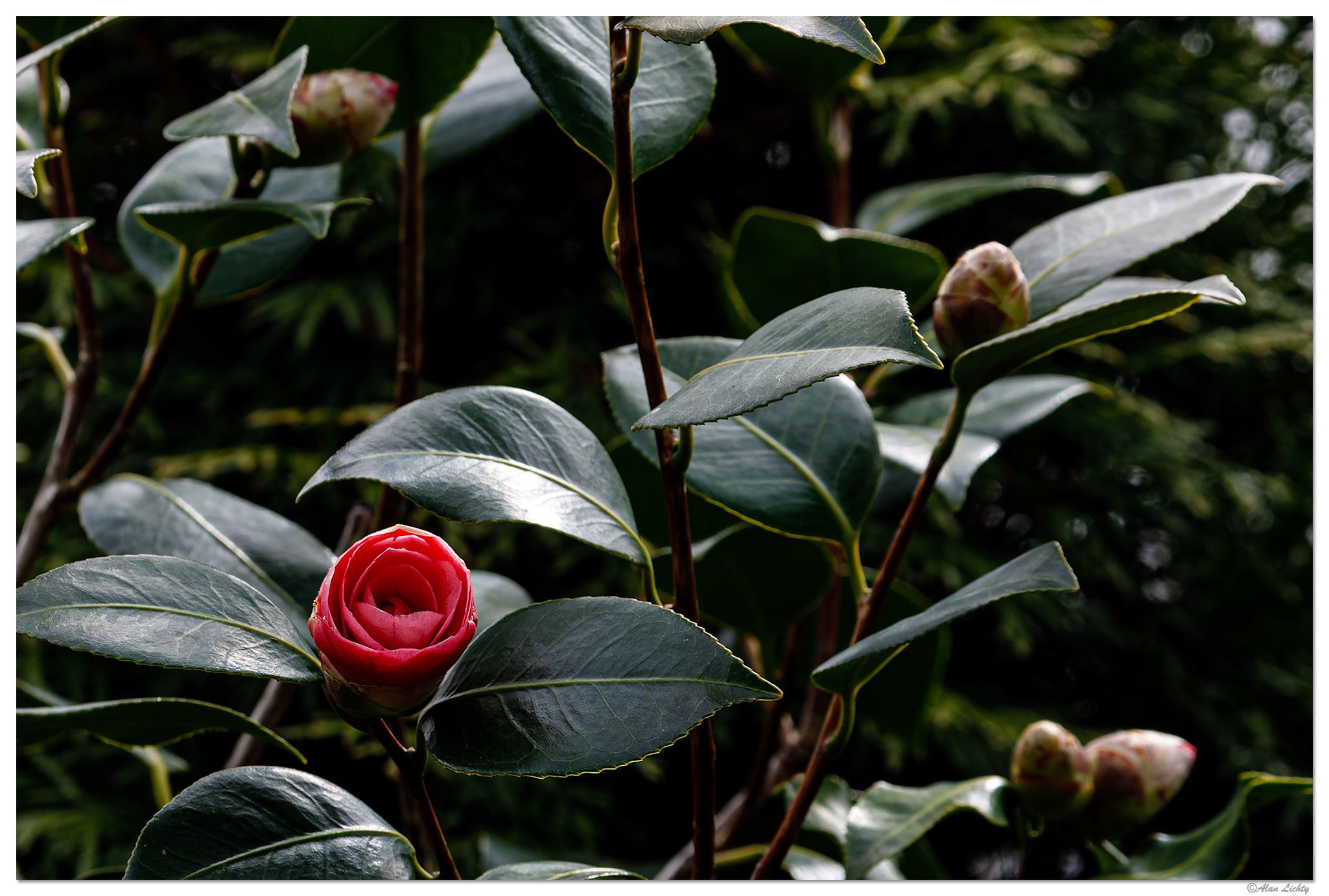 BB-Camelia.jpg