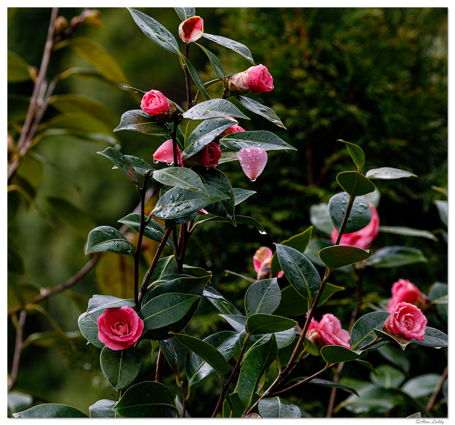 BB-Camelia2.jpg