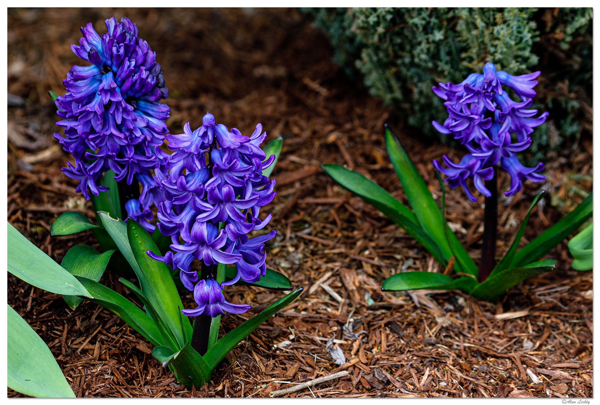 BB-Hyacinth.jpg