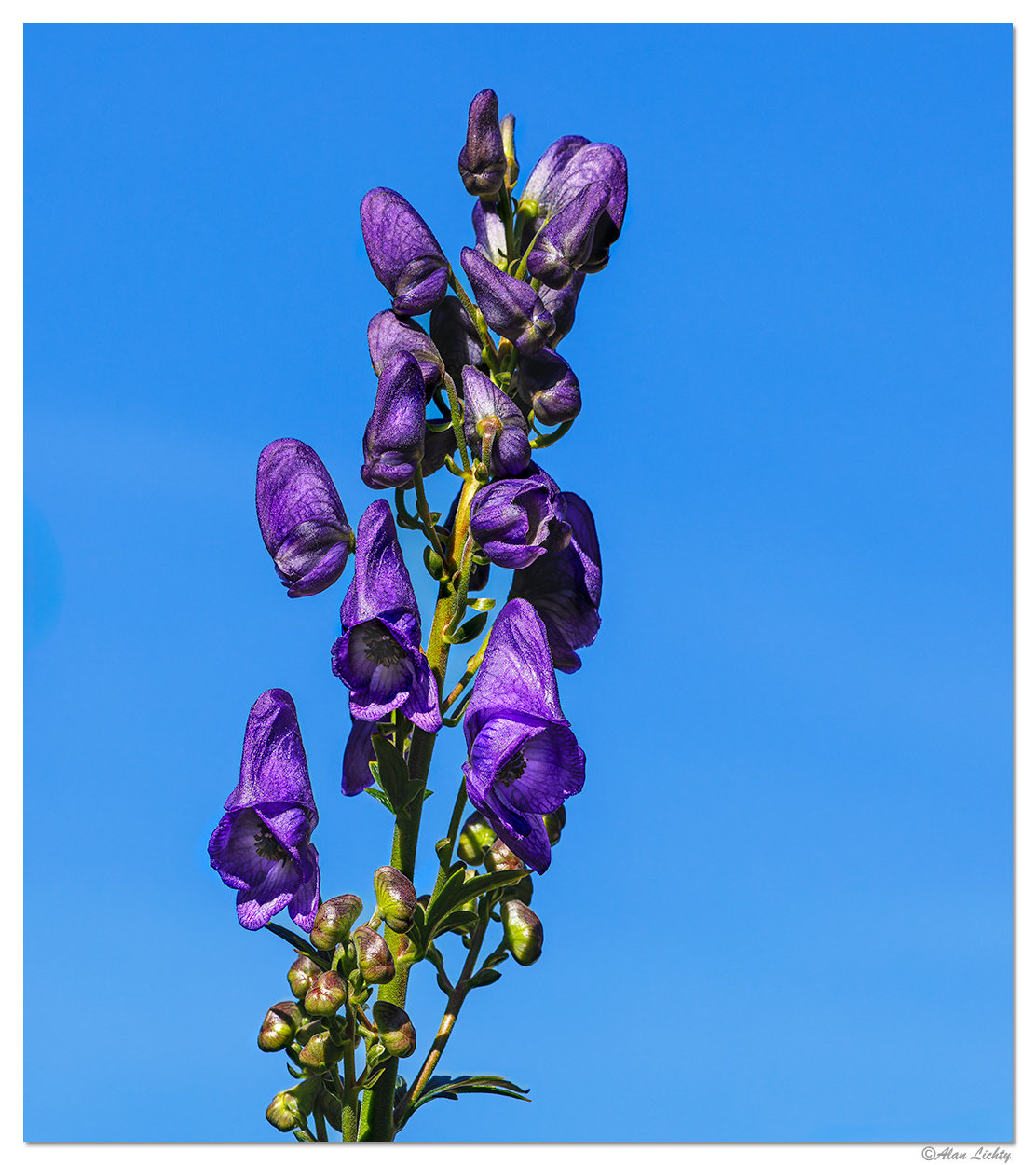 BB-MonksHood100123.jpg