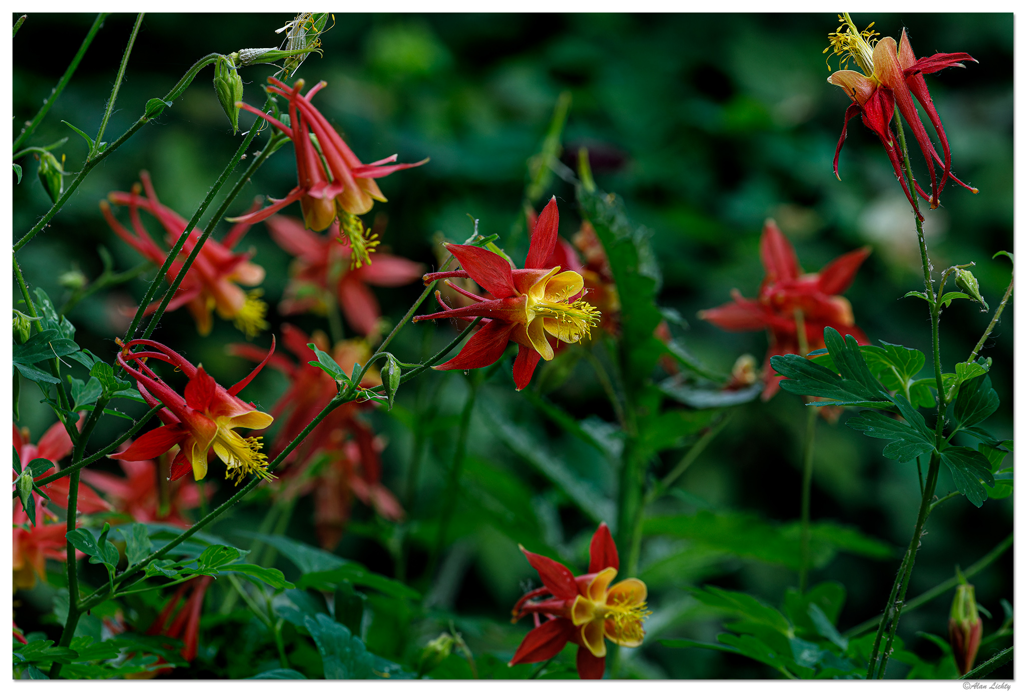 BB-RedColumbines.jpg