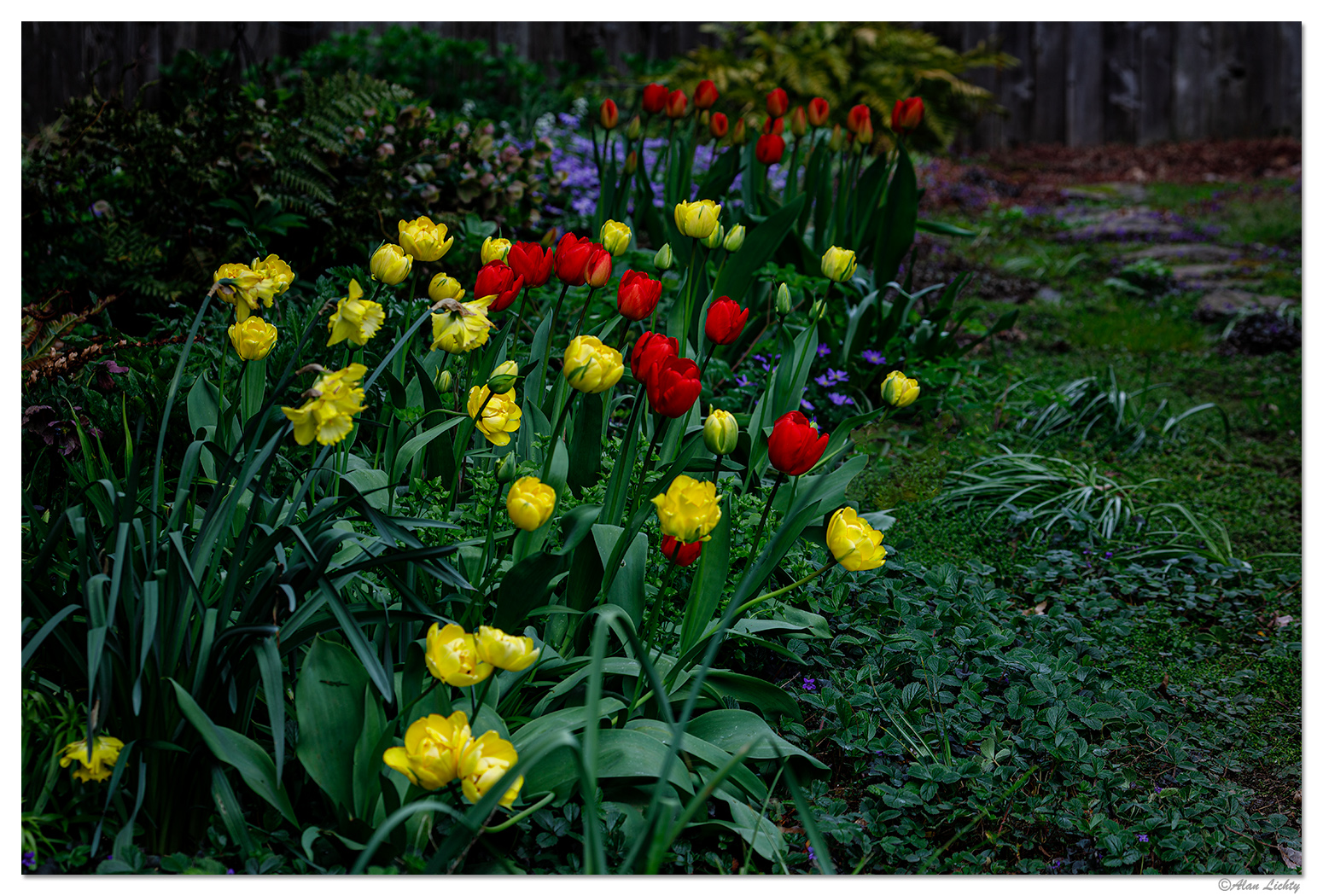 BB-Tulips1-23.jpg