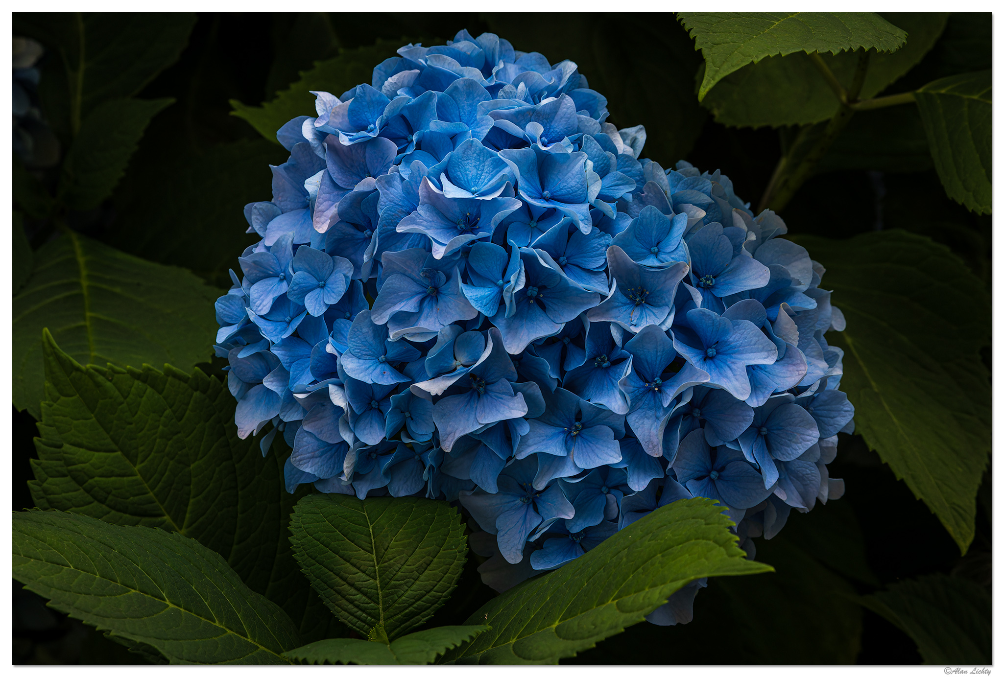BB23-BHydrangea.jpg