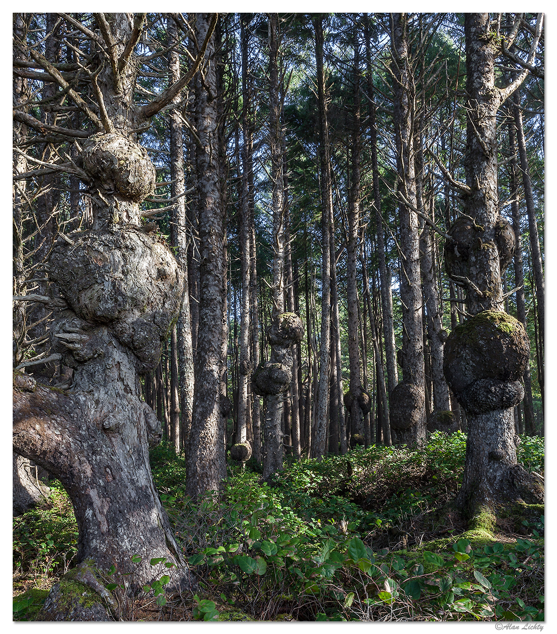 Beach 2 Burls