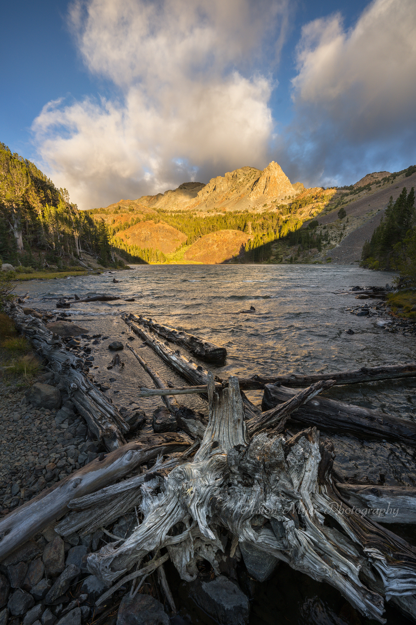 Beaver Dam Bones.jpg