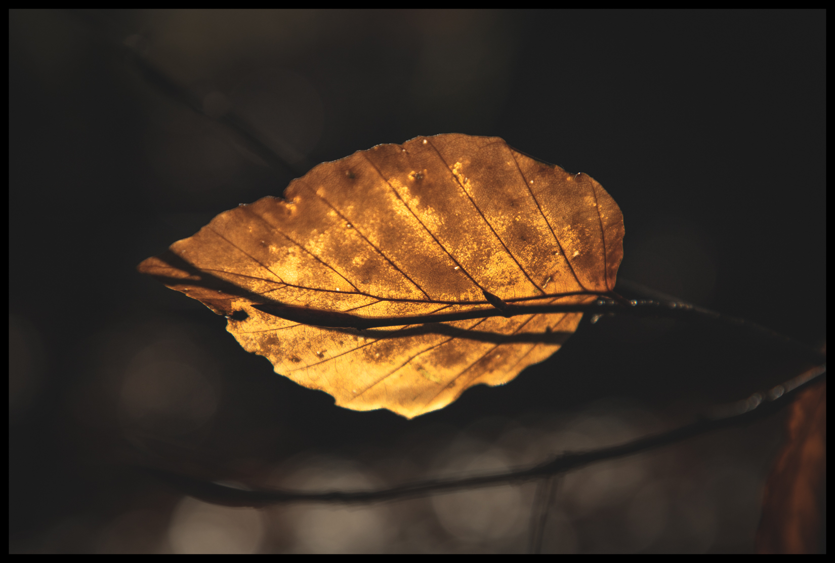 Beech Leaf 1