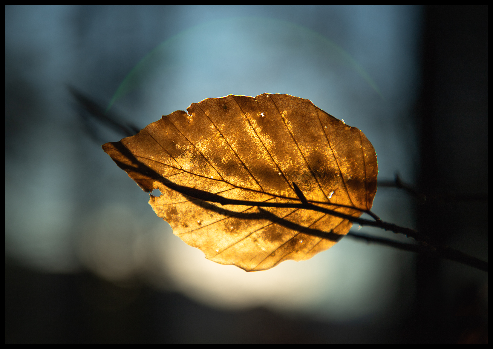 Beech Leaf 2