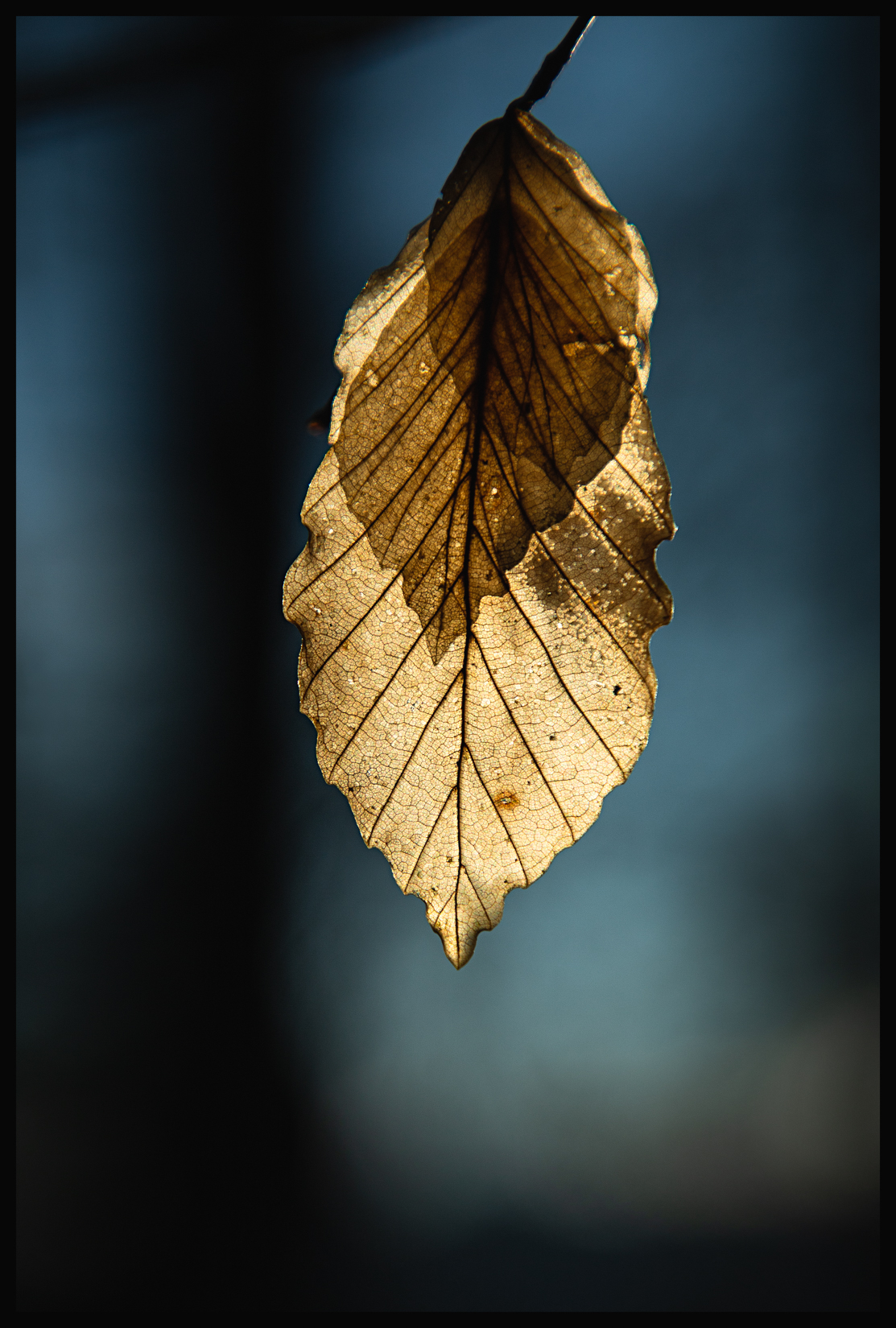 Beech Leaf 3