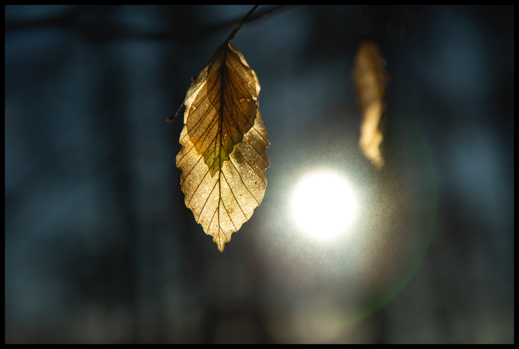 Beech Leaf 4