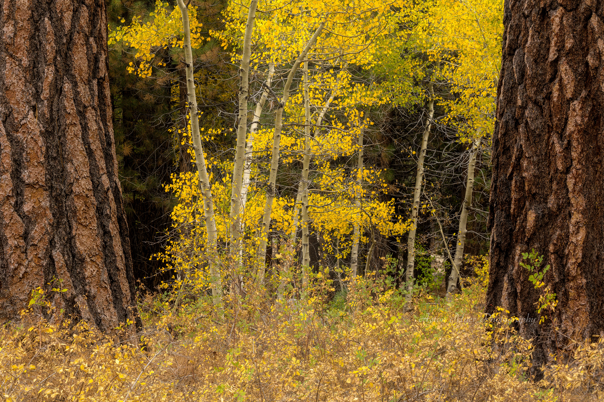 Between Two Pines.jpg