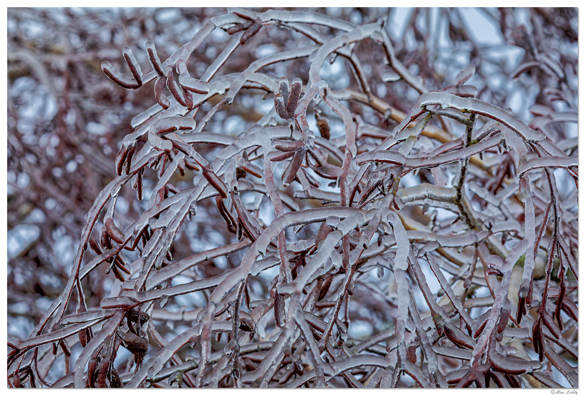 BirchChaos011724.jpg