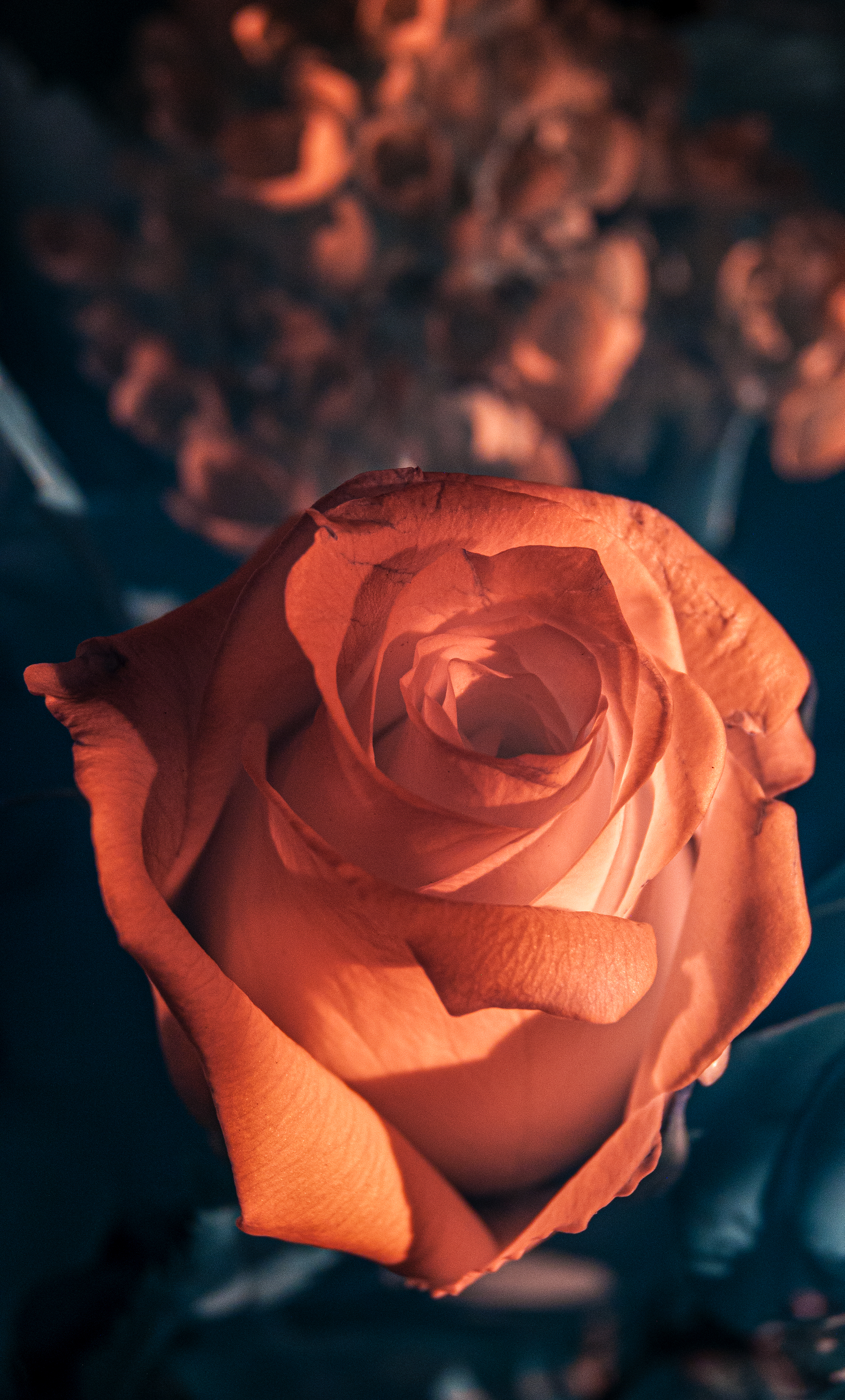 birthday_bouquet-1.jpg