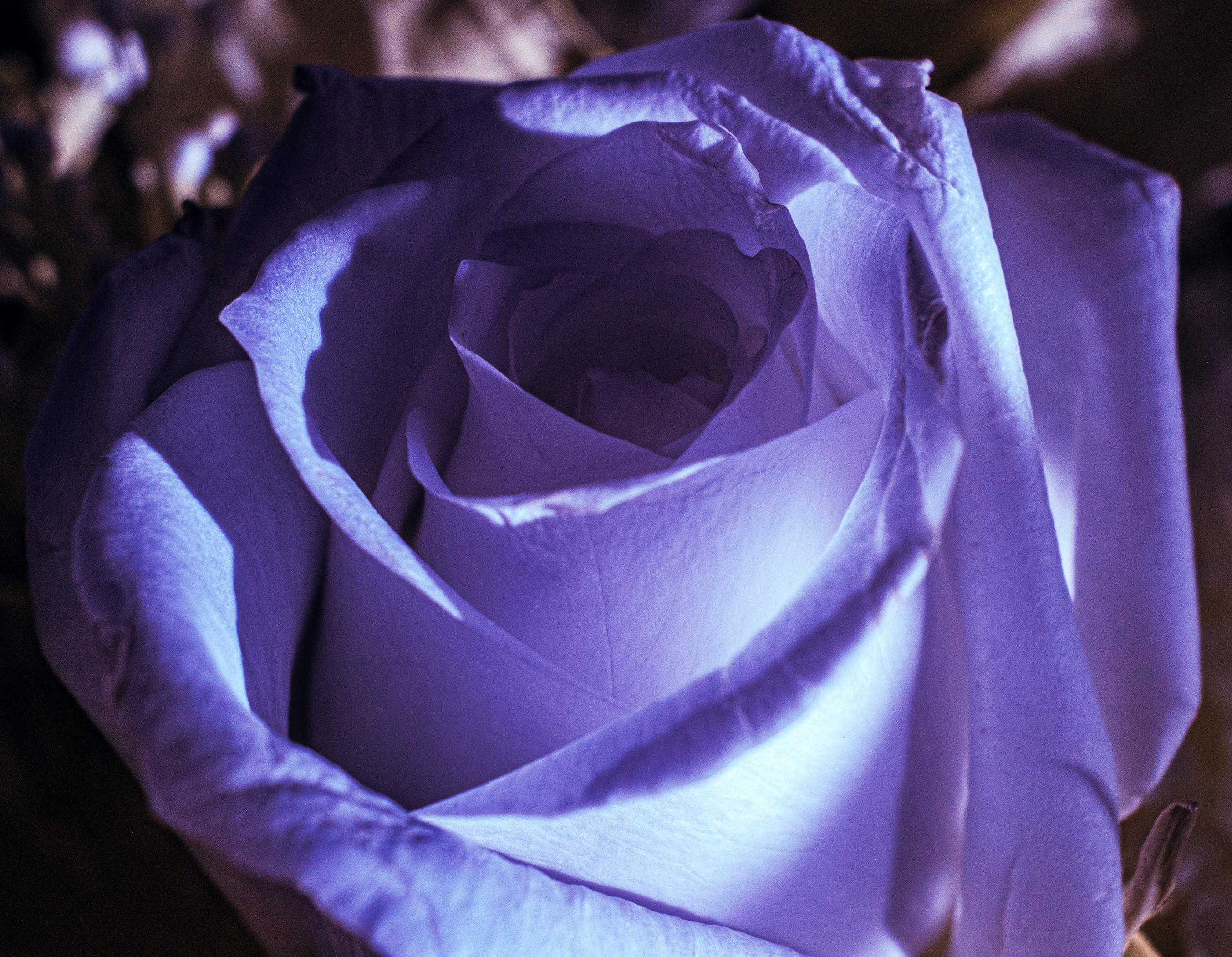 birthday_bouquet-2.jpg