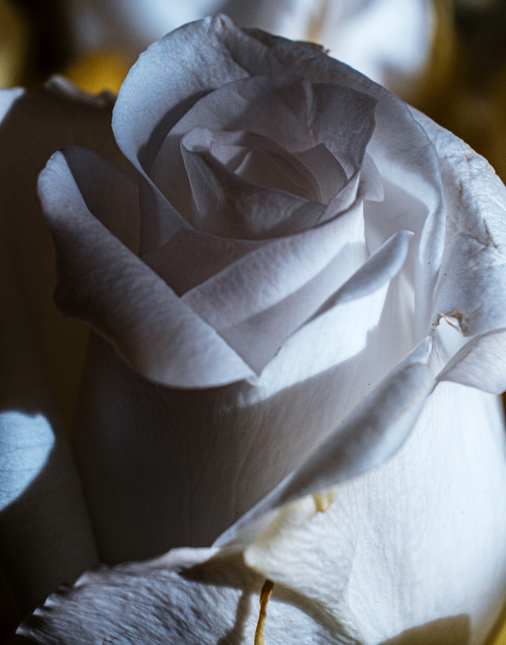 birthday_bouquet-3.jpg