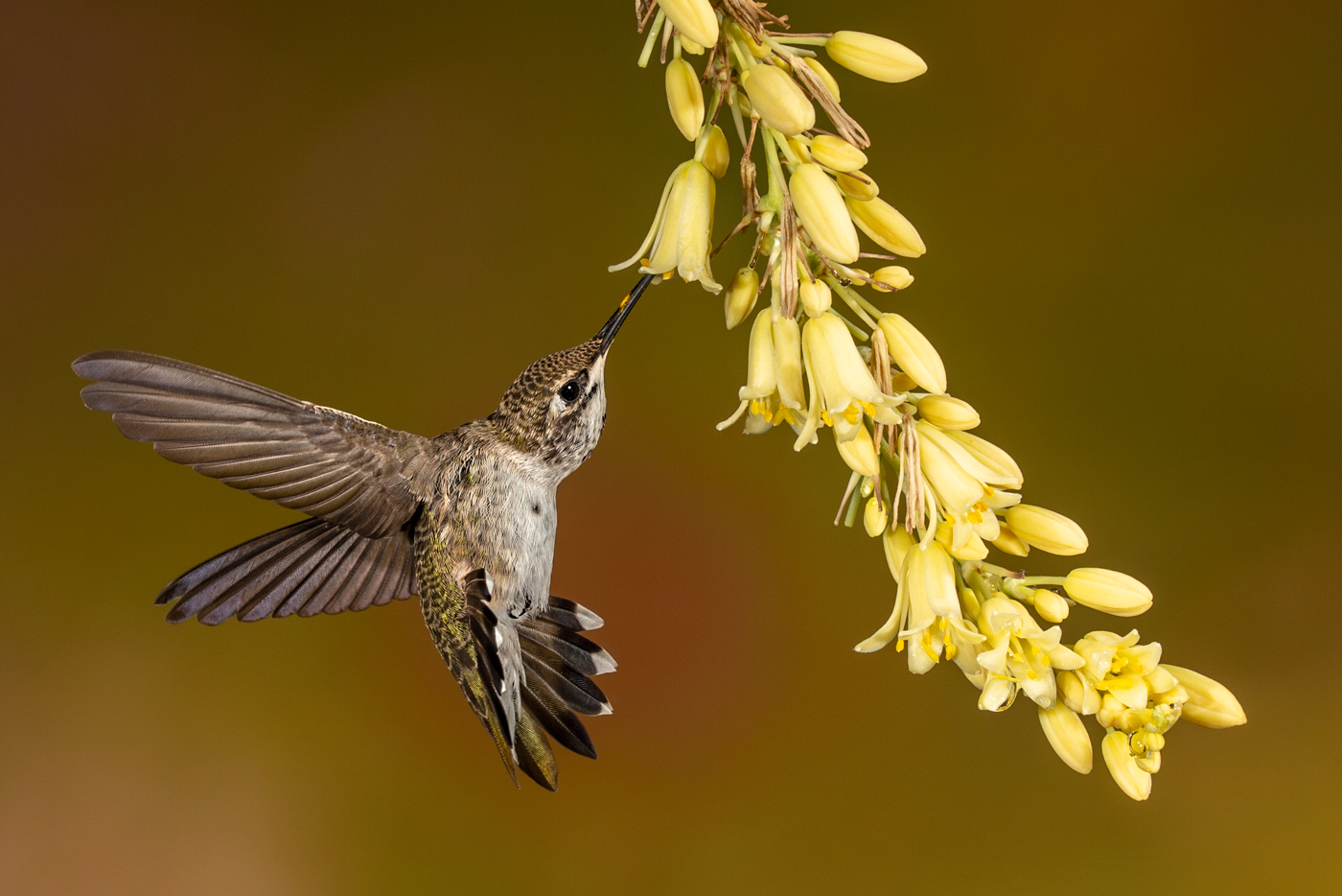 Black-chinned Hummingbird on Texas Yellow Yucca