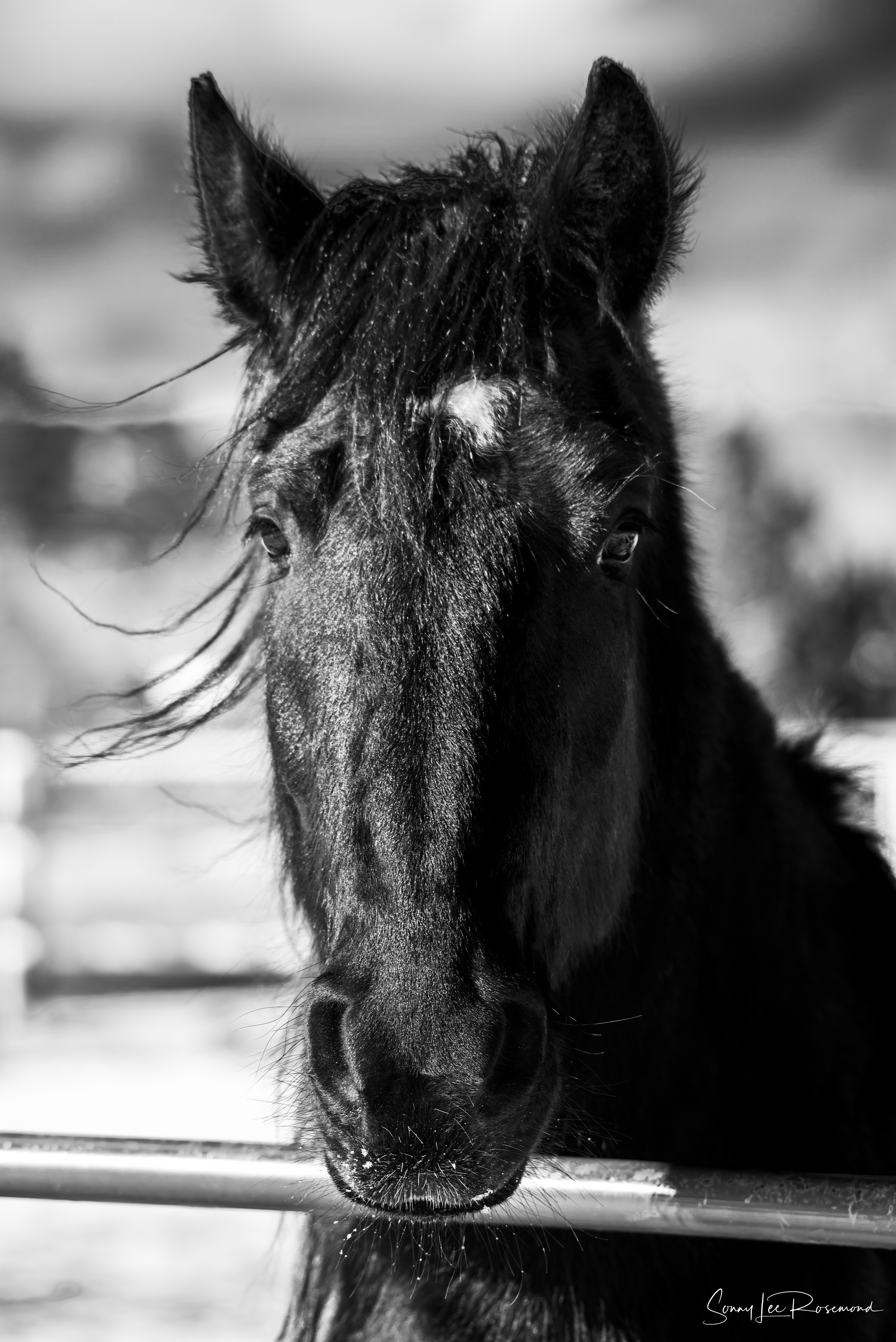 black_horse_arrowhead-bw