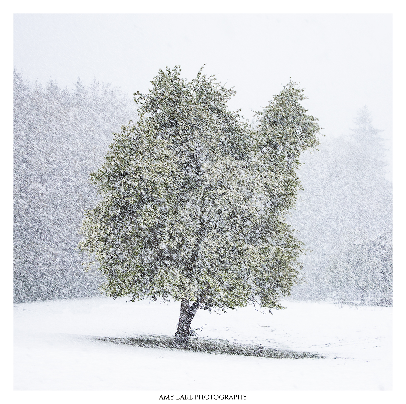 Blooming apple trees in a snowstorm