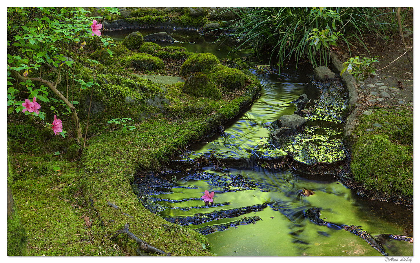 Blooms And Reflections