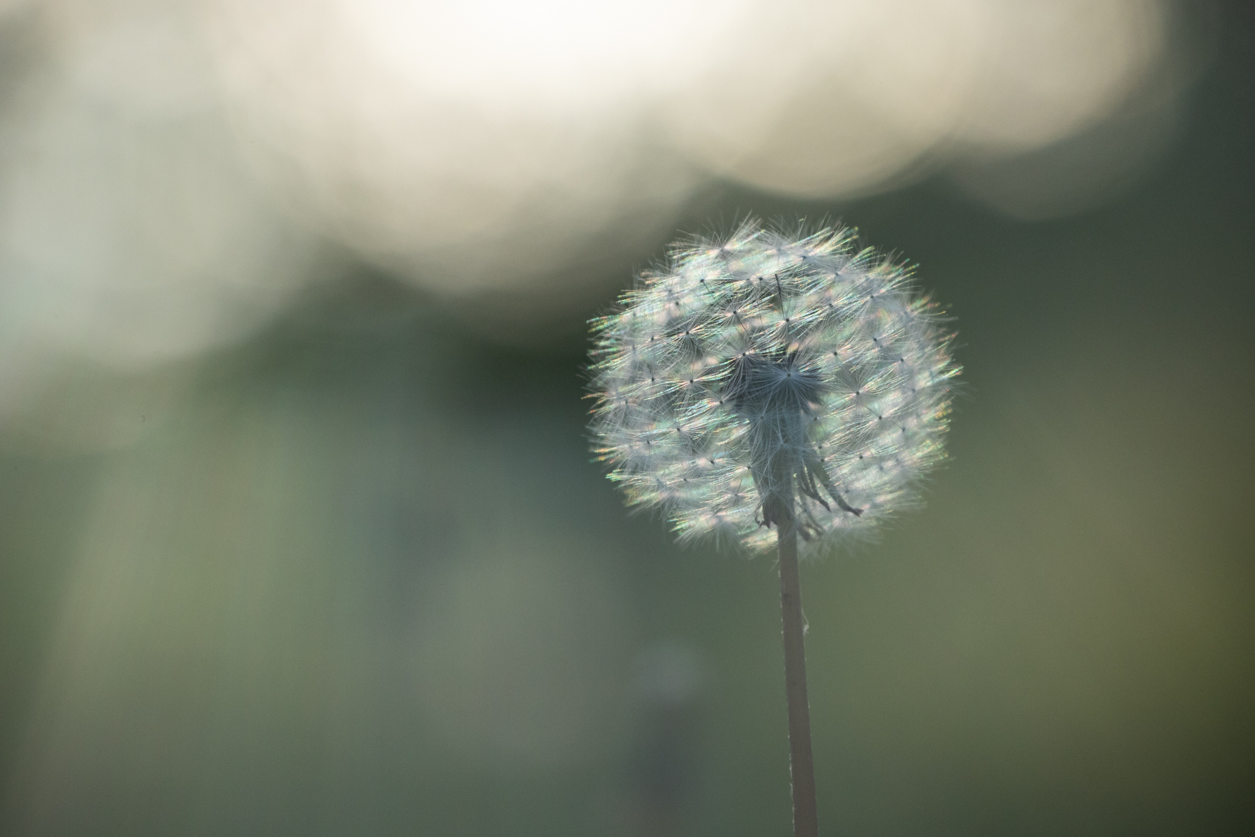 Blue Hues in a Dandelion