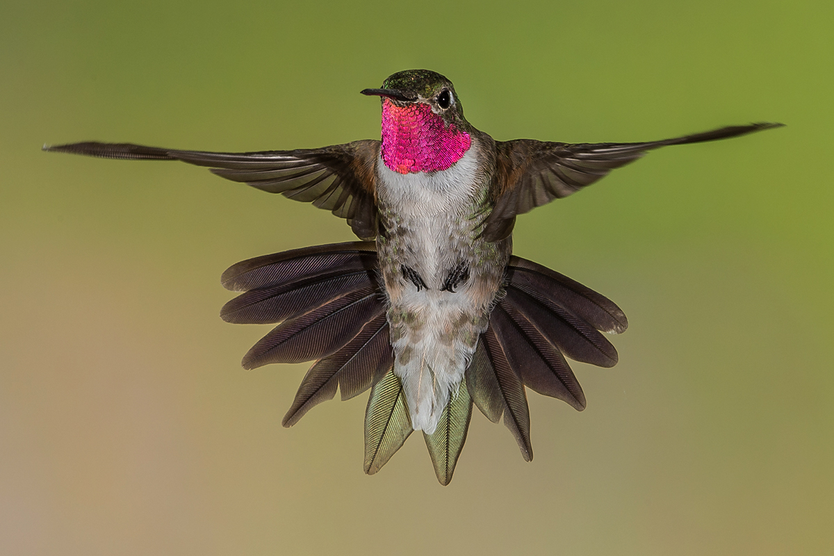 Broad-tailed Hummingbird Male