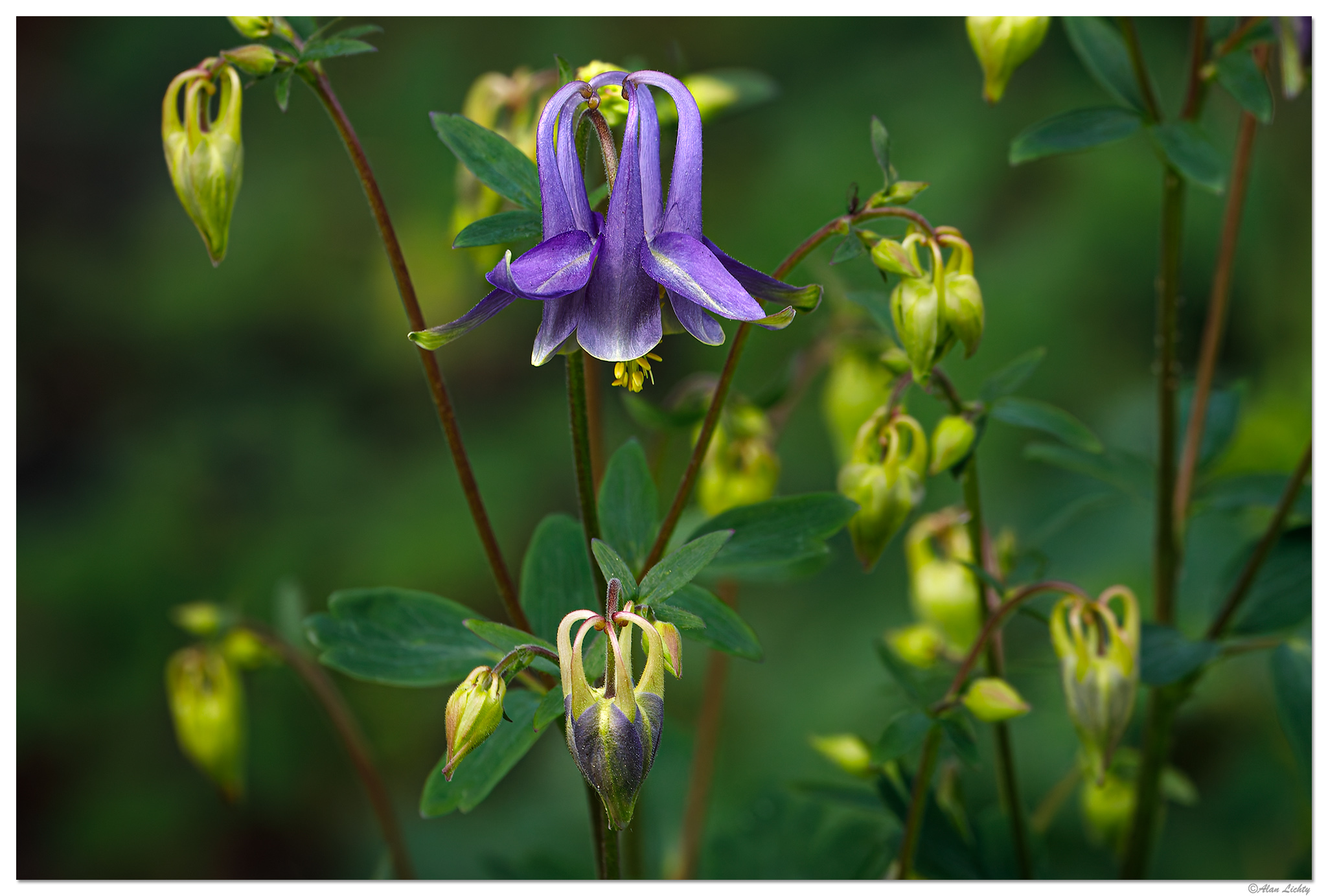 C5D4_1stColumbine050124.jpg