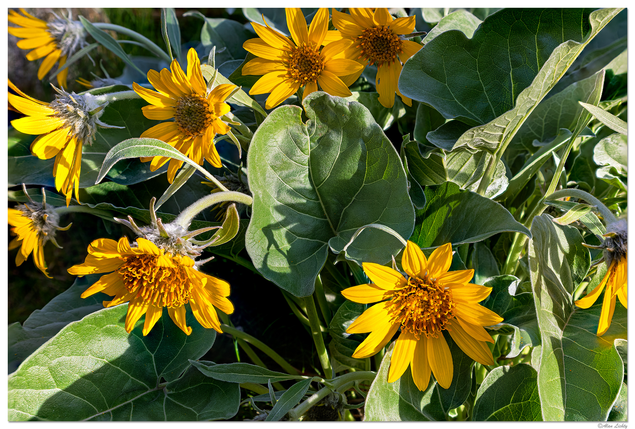 C5D4_ALBalsamrootFS050319.jpg
