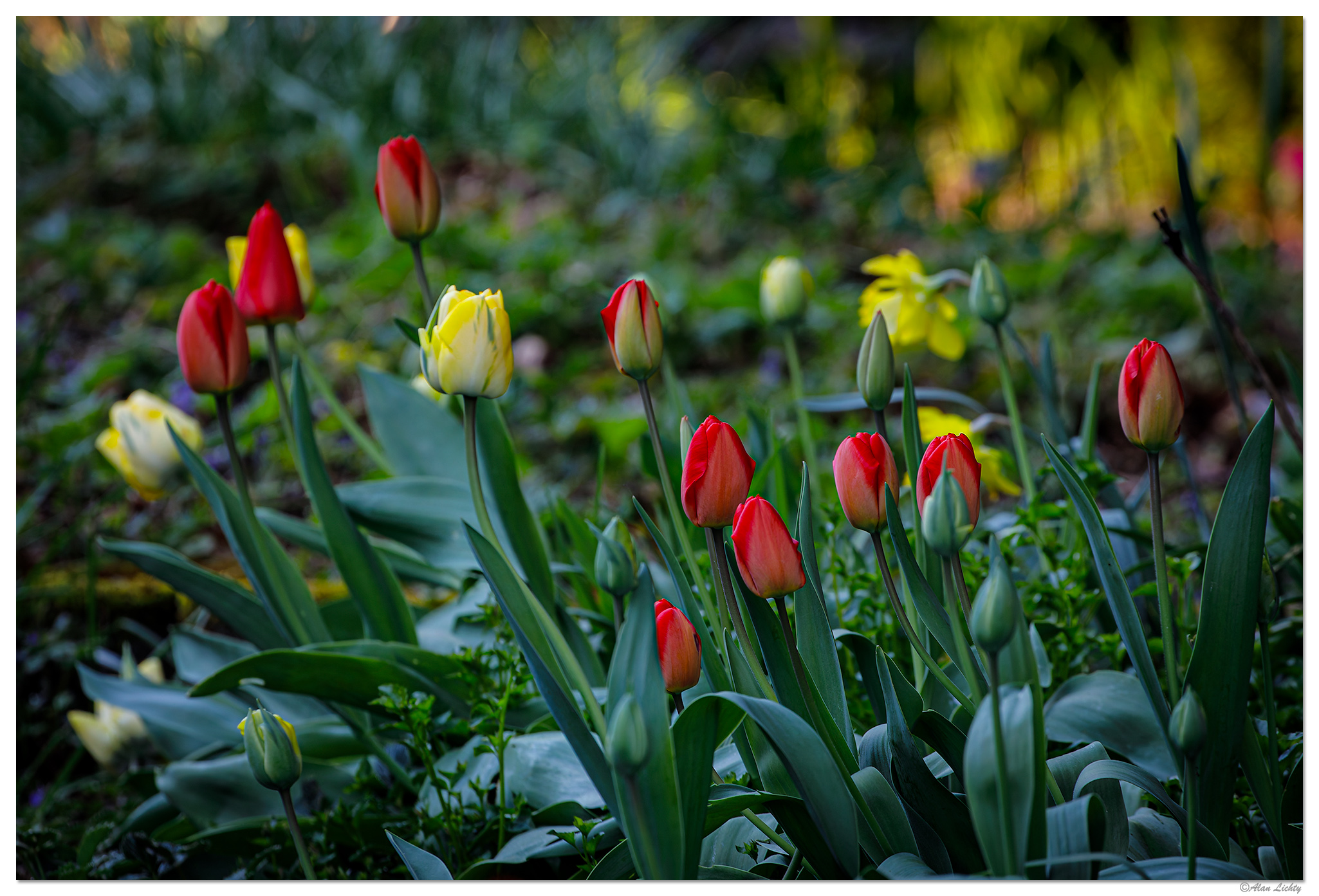 C5D4_AlmostTulips033124-2.jpg