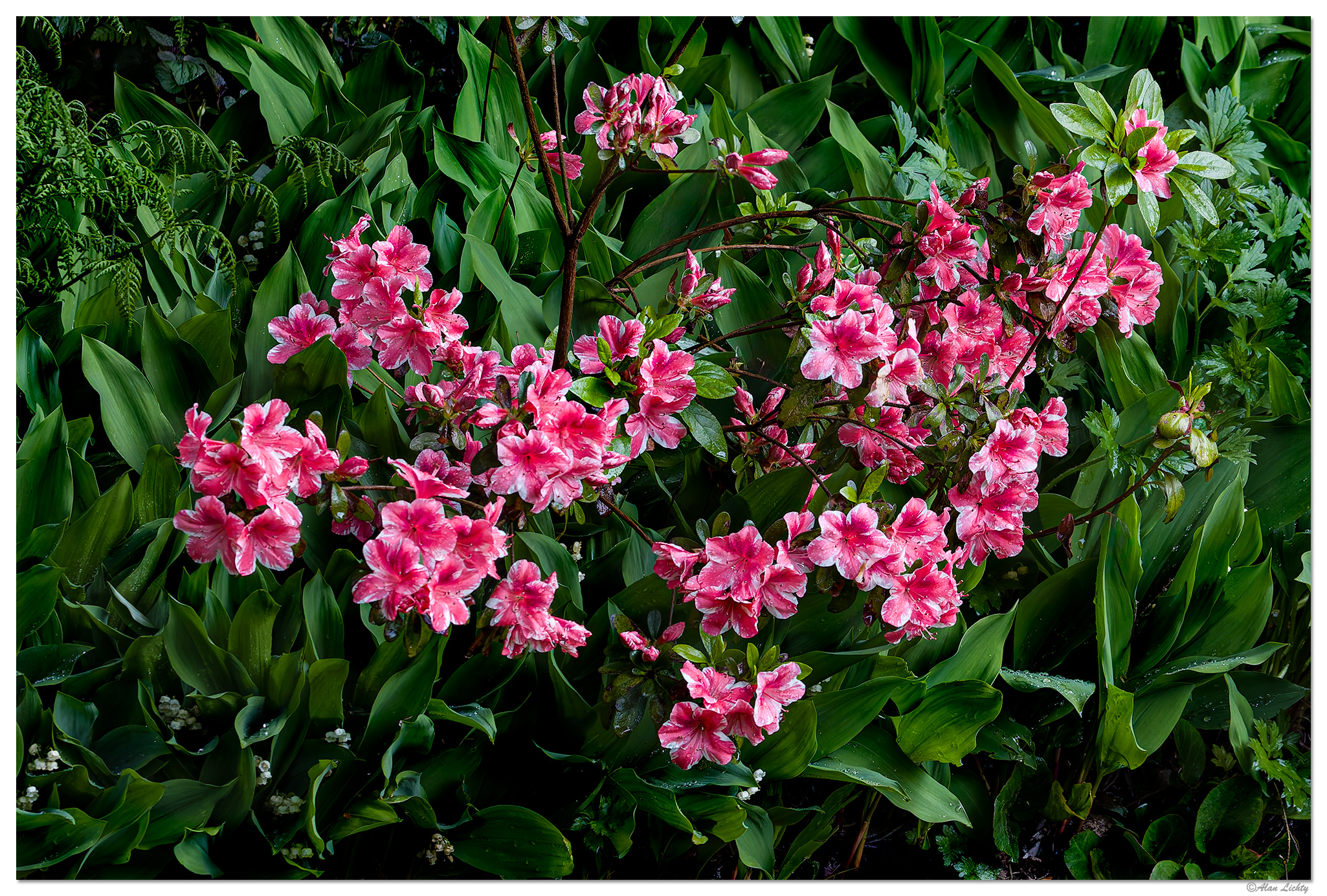 C5D4_Azalea050224-1.jpg