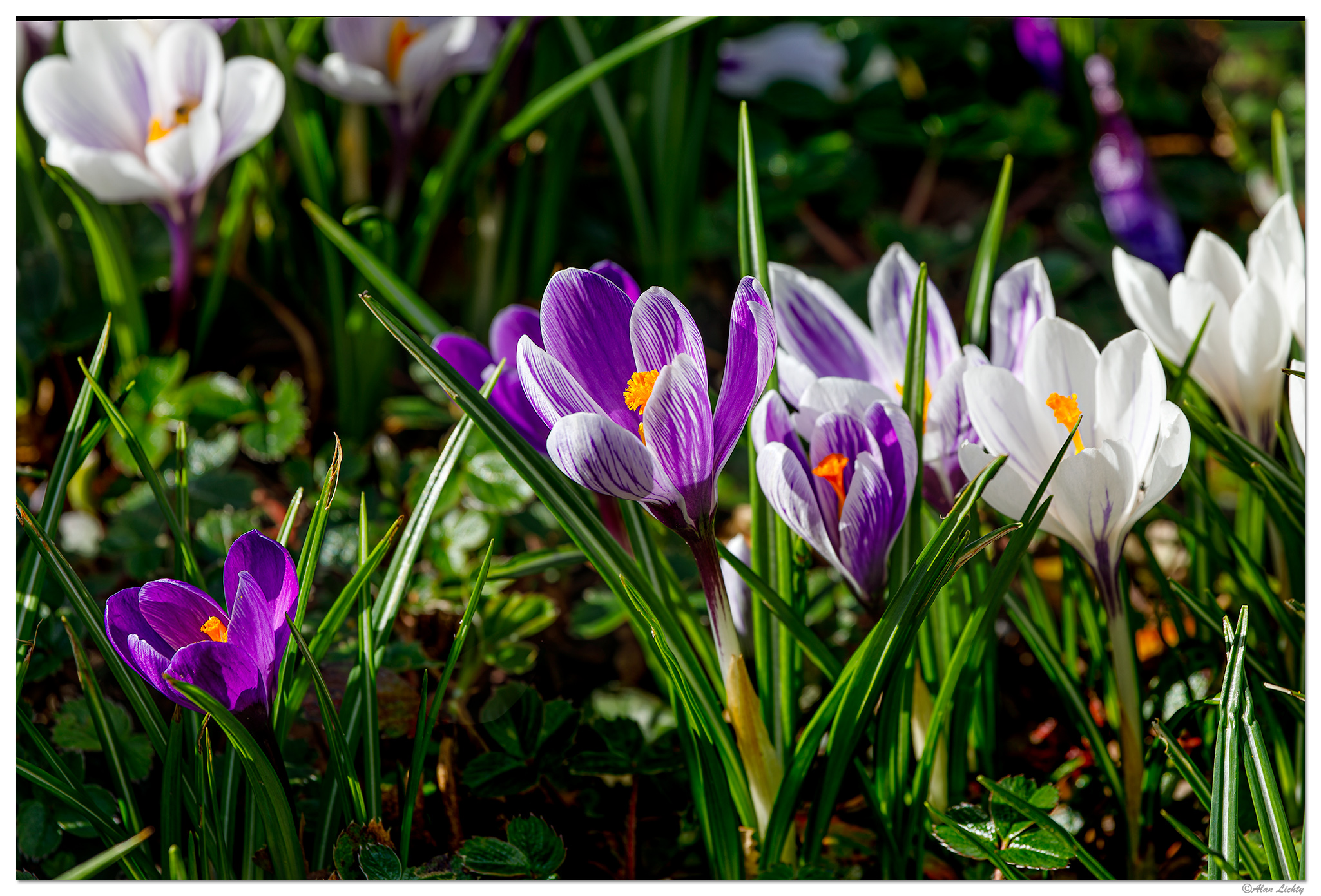 C5D4_BacklitCrocus030624.jpg