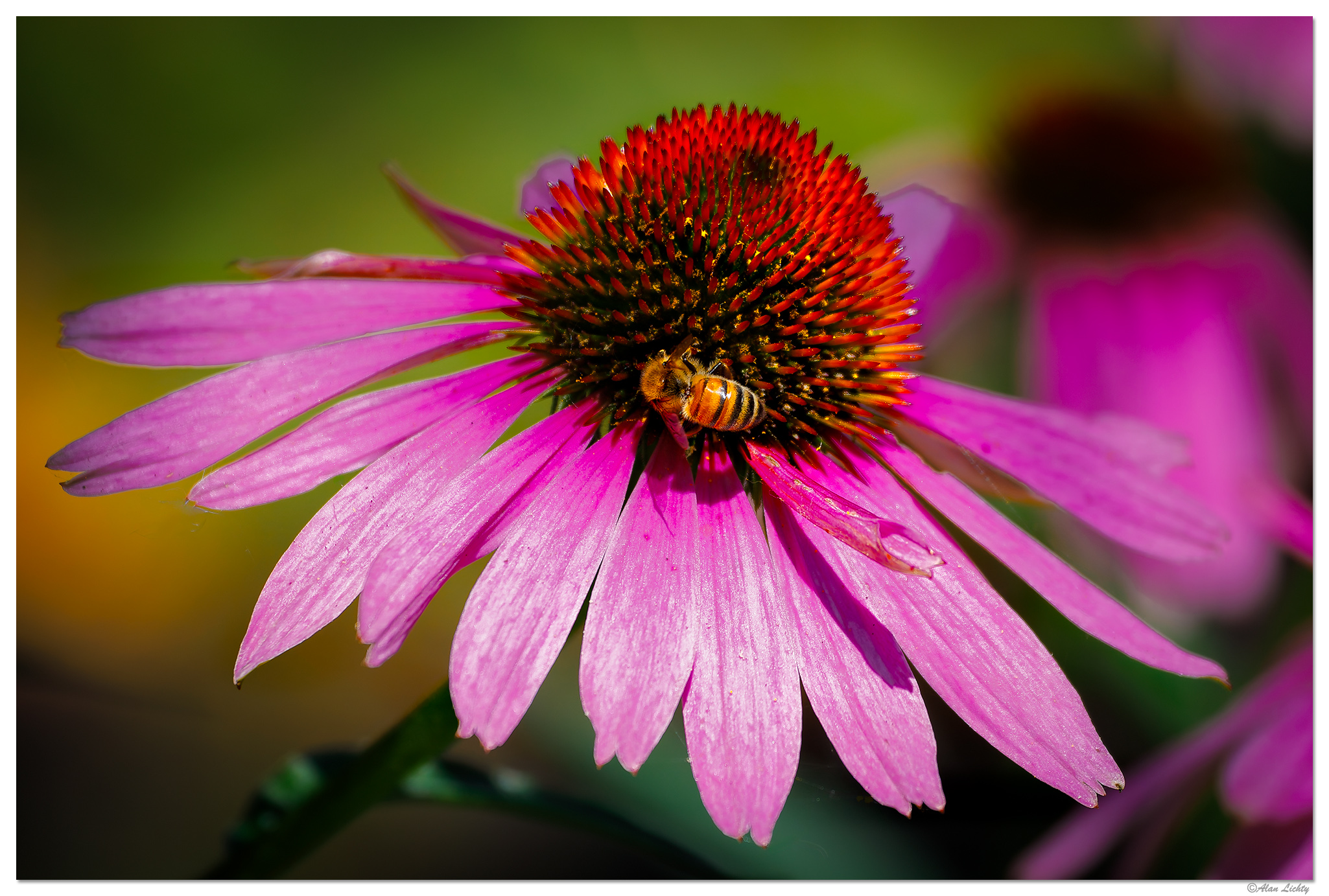 C5D4_BeeCone080224.jpg