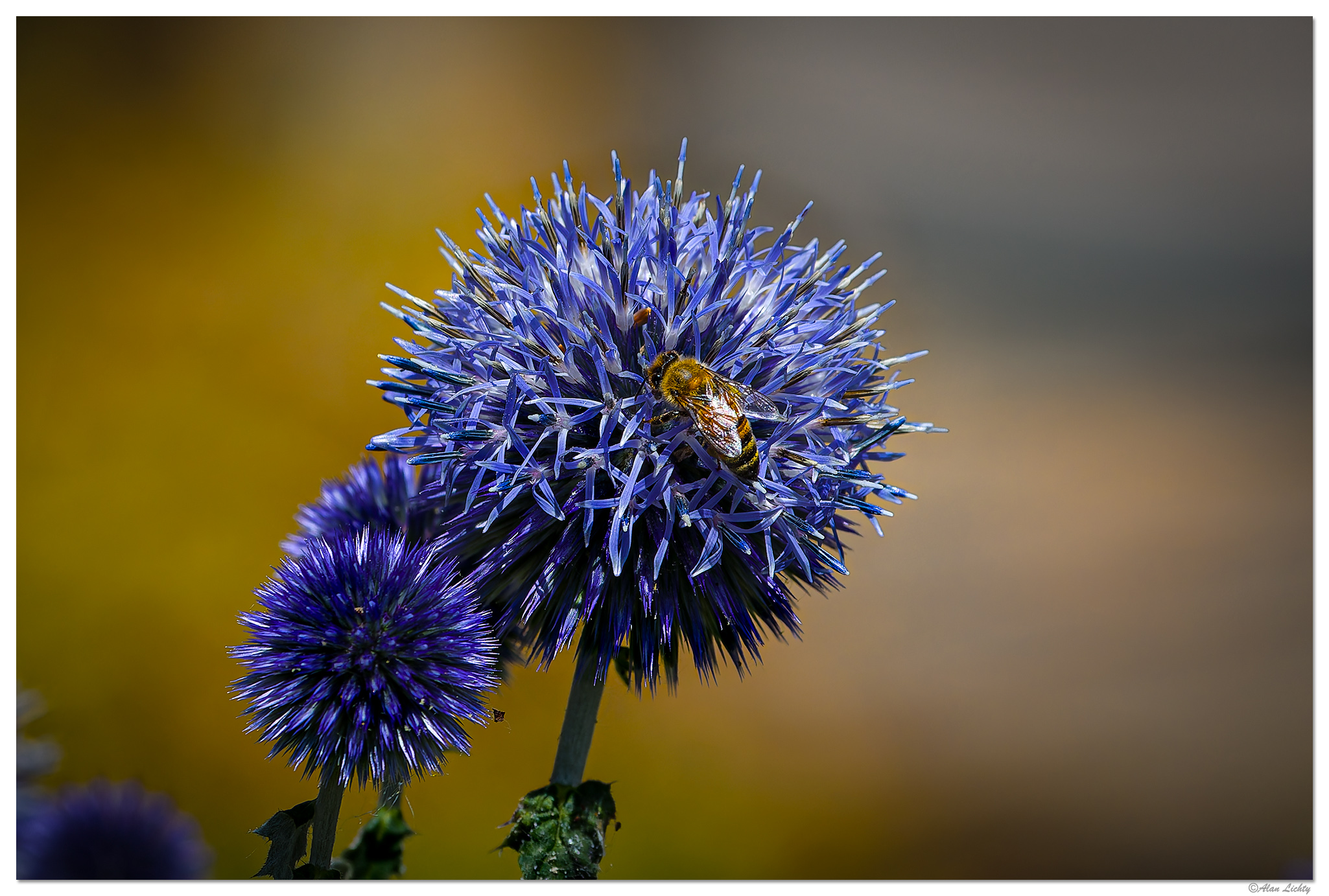 C5D4_BeeEchinops073024.jpg