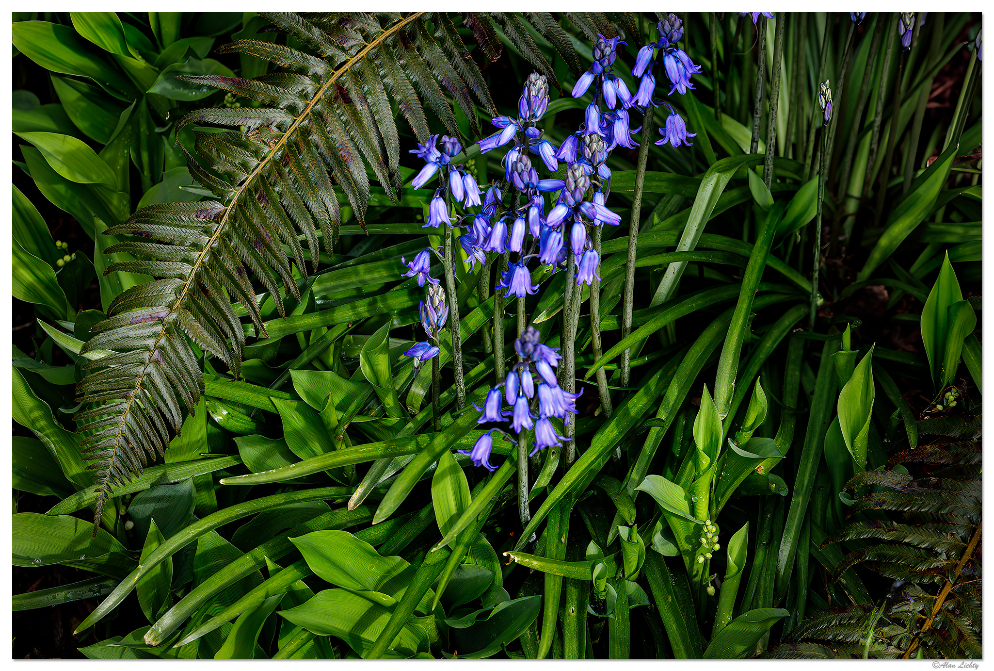 C5D4_Bluebells040824-2.jpg