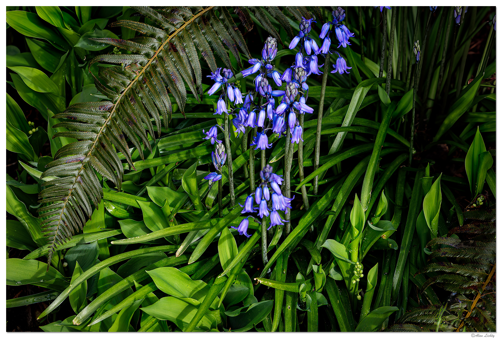 C5D4_Bluebells040824.jpg