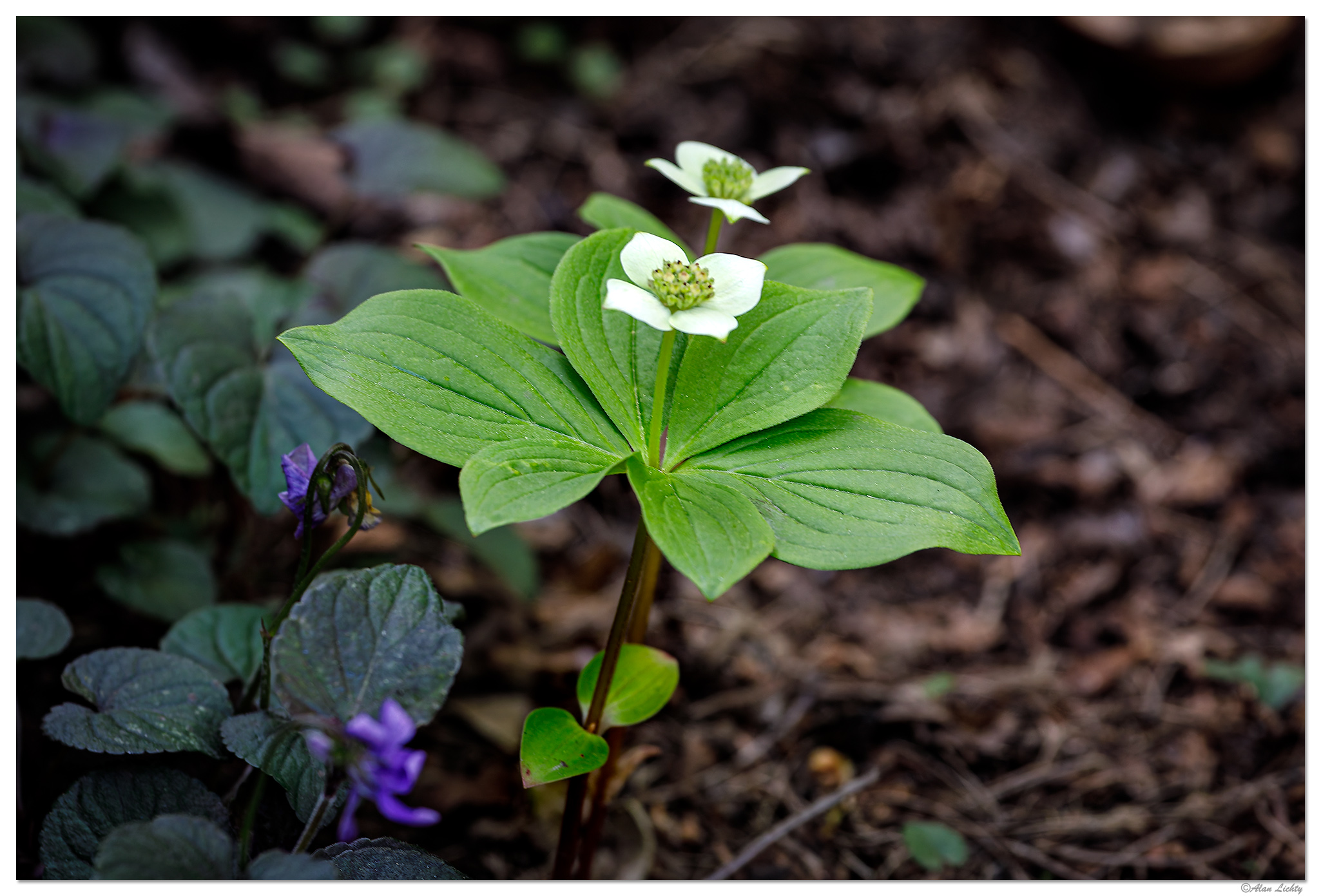 C5D4_CreepingDogwood042324.jpg