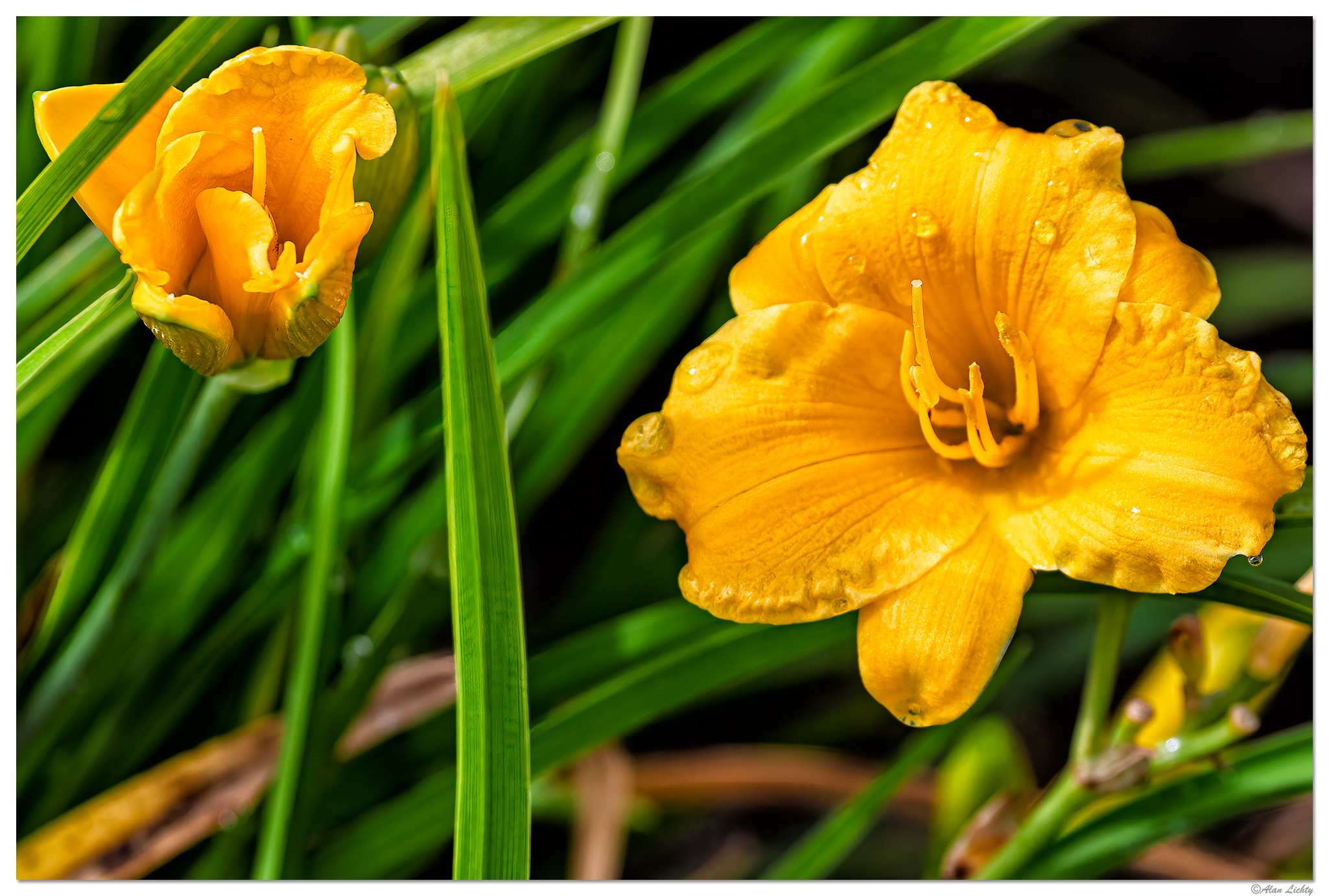 C5D4_DayLily061524.jpg