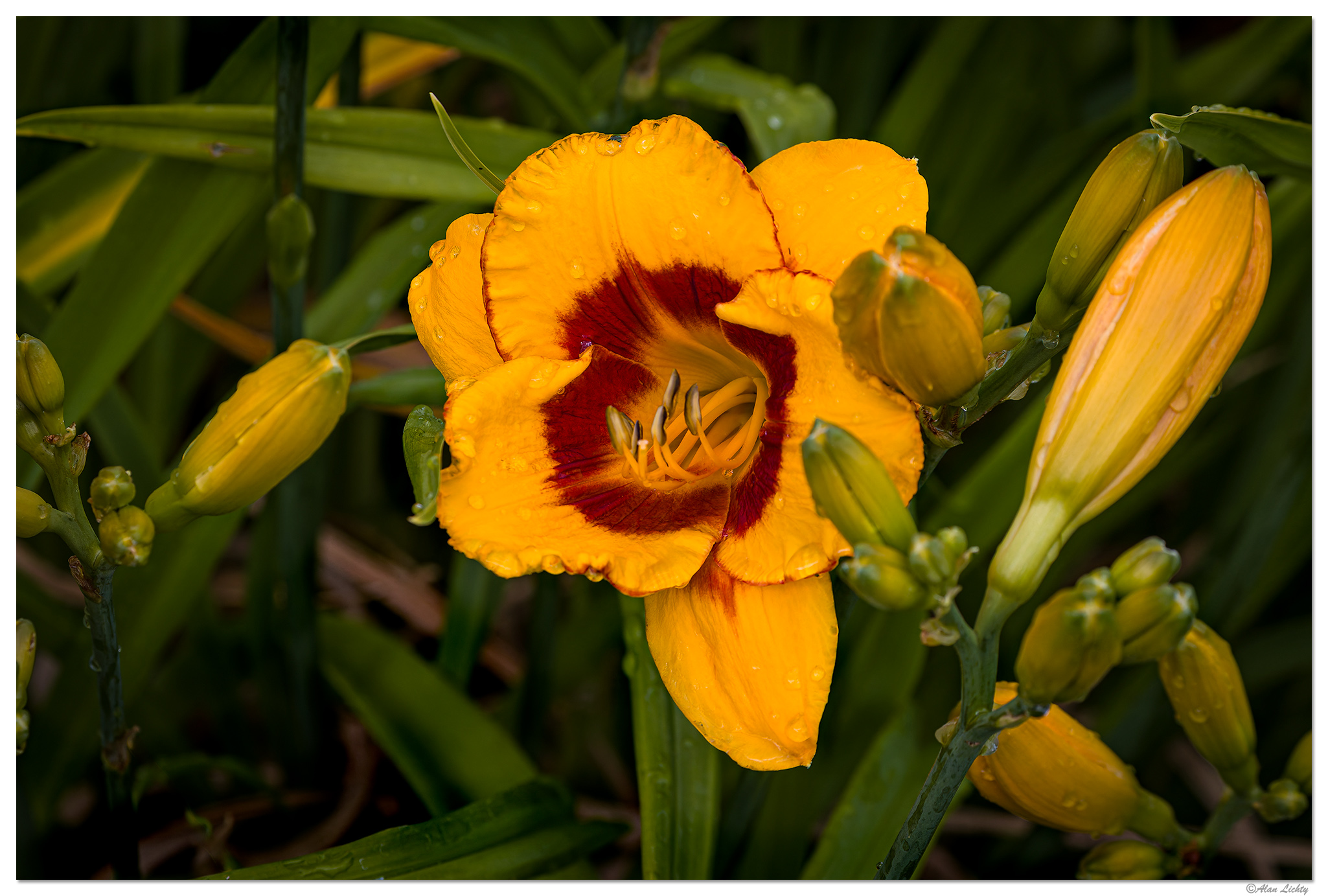 C5D4_DLFooledMe070124.jpg