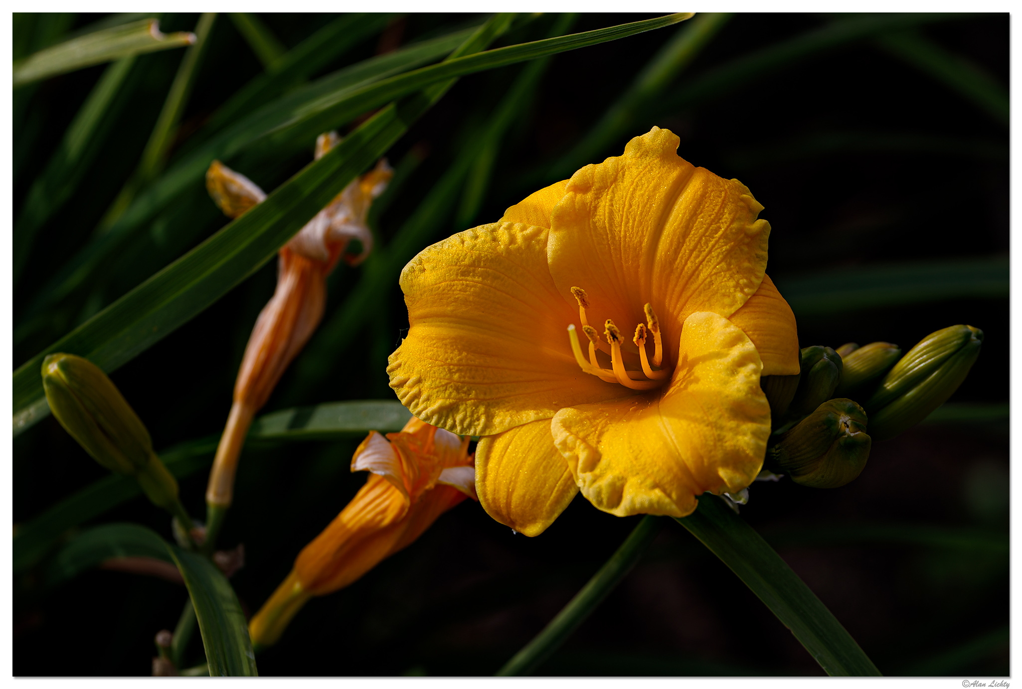 C5D4_DLily061324.jpg