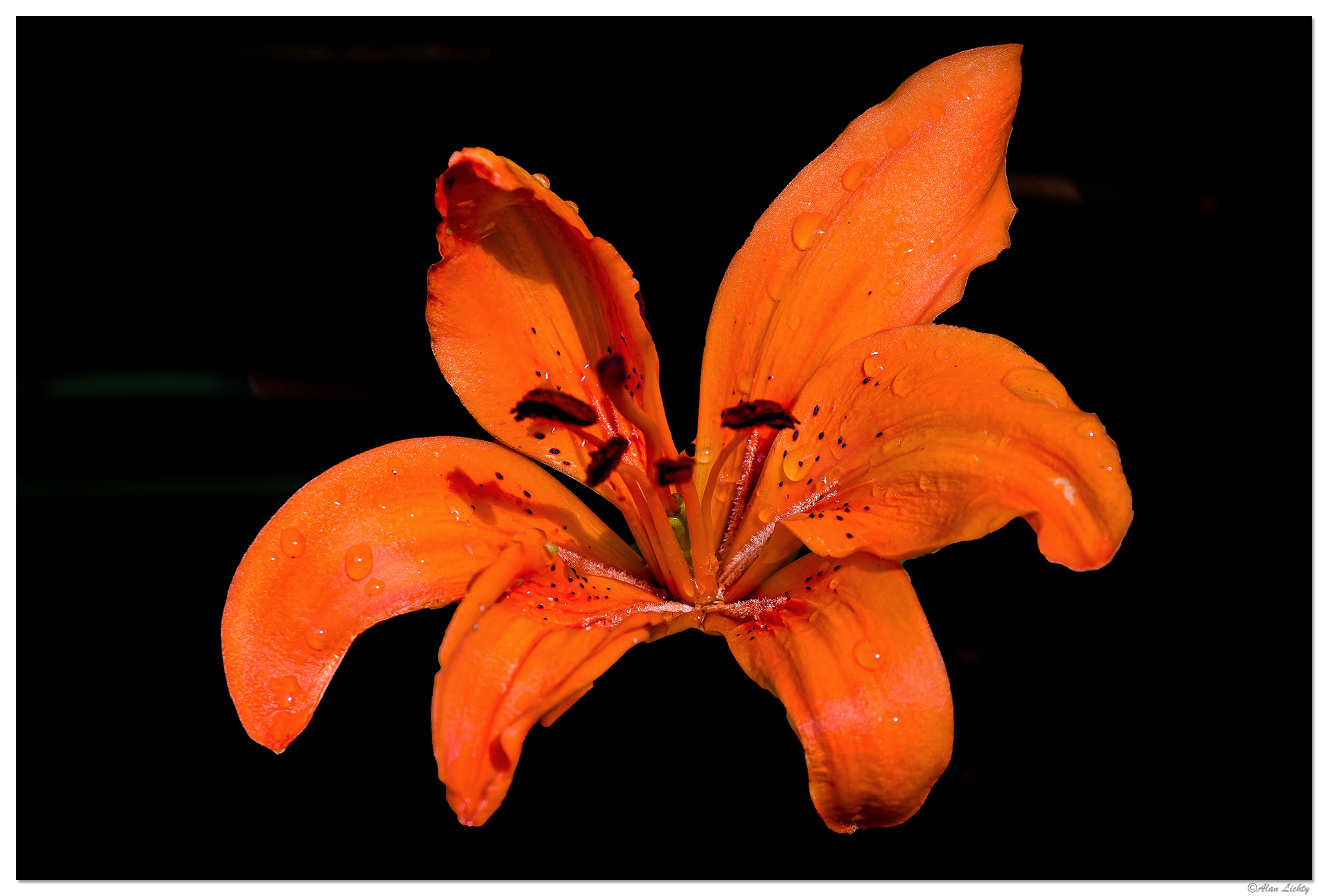 C5D4_DLily061524-2.jpg